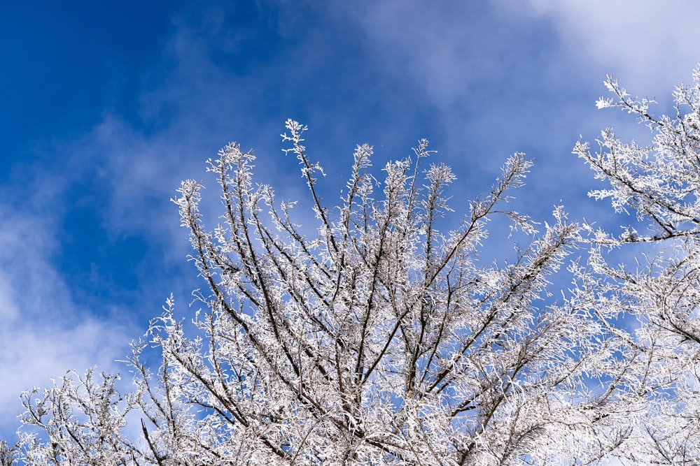 the branches of a tree are covered in snow