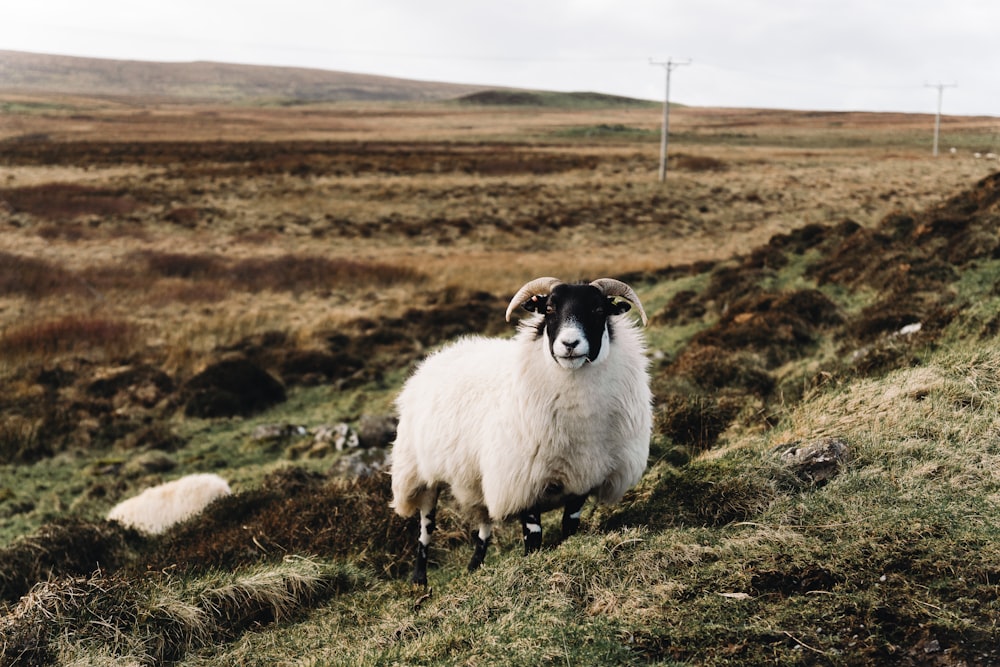 a sheep standing on top of a grass covered hillside