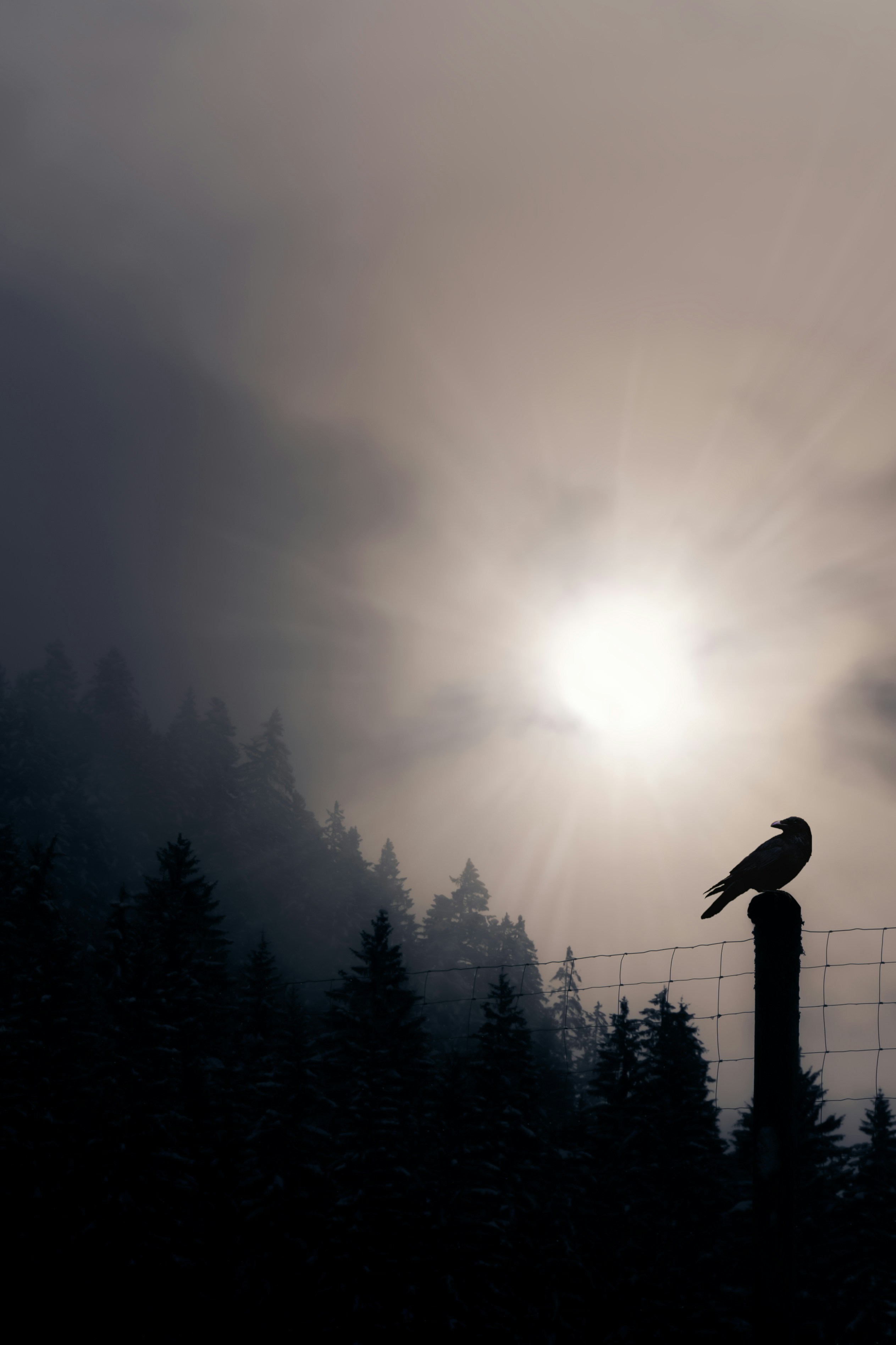 un oiseau assis au sommet d’un poteau en bois