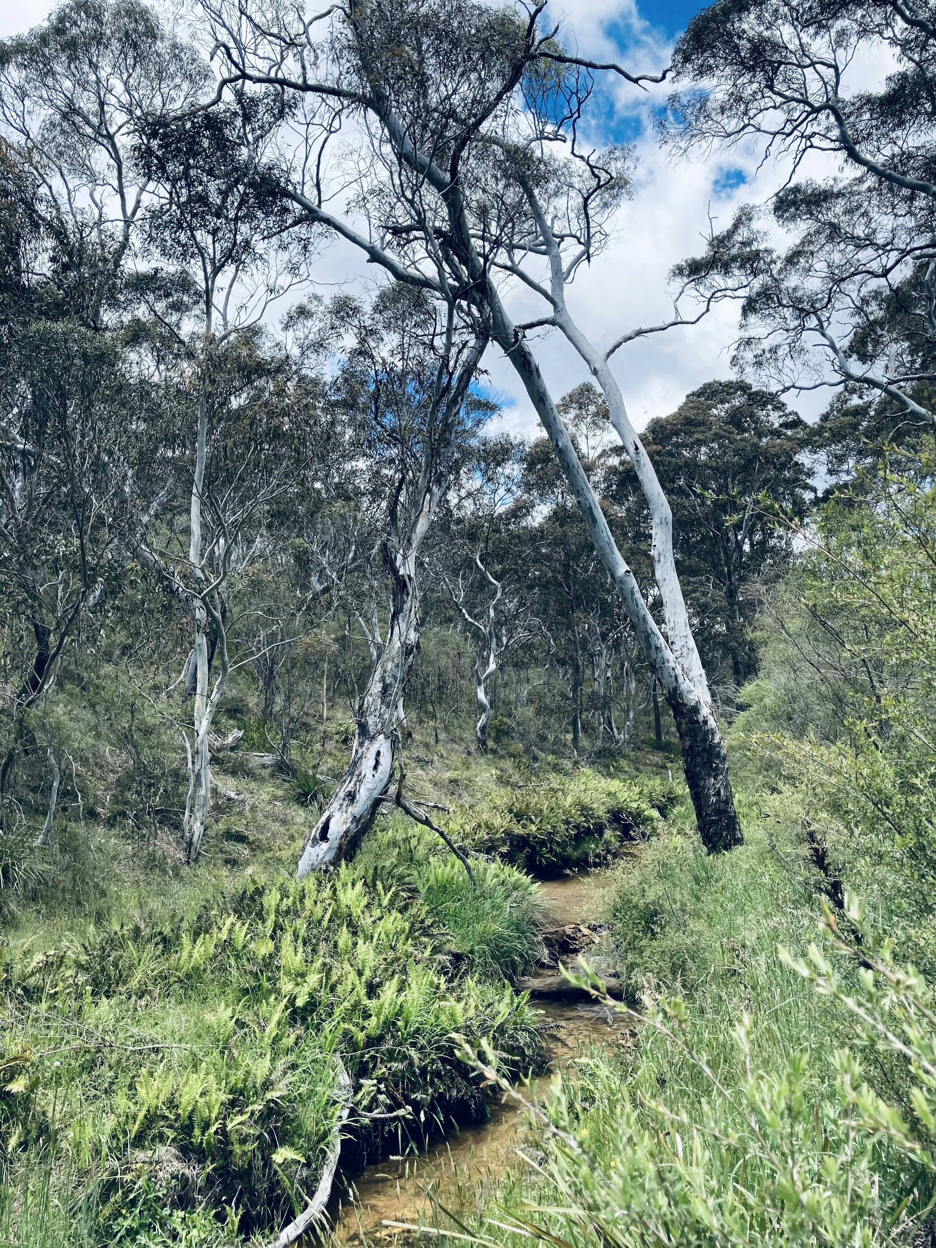 木々の多い森の真ん中にある小道