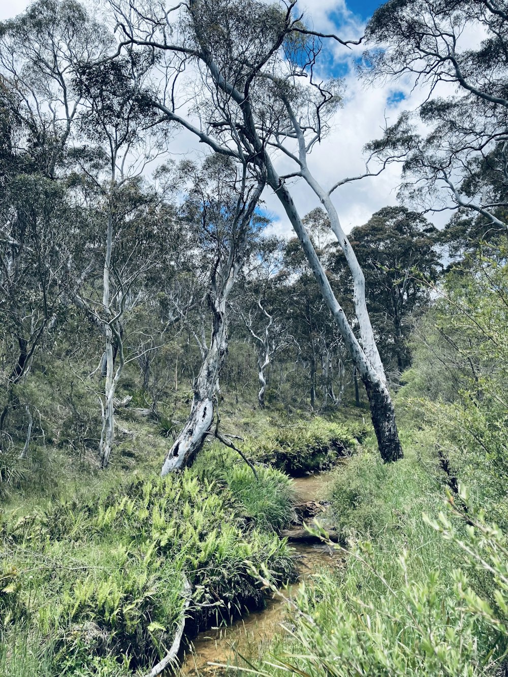 a path in the middle of a forest with lots of trees