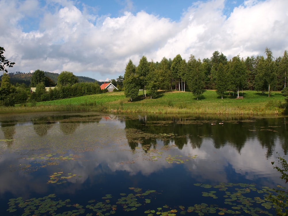 a pond with lily pads and a house in the background