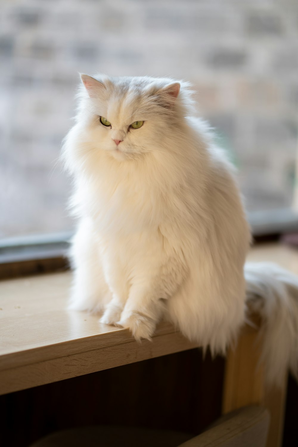 a white cat sitting on top of a wooden table