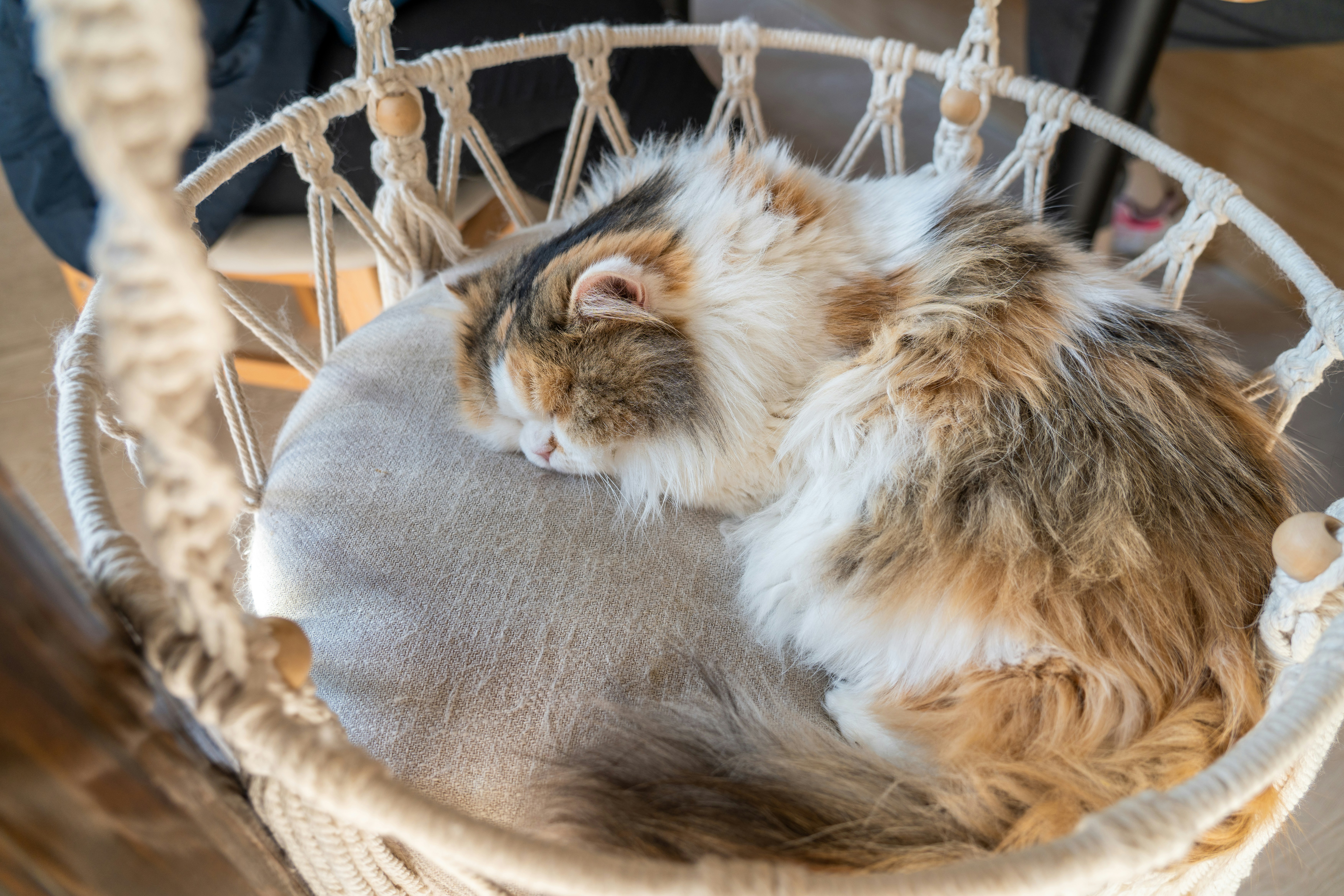 a fluffy cat sleeping in a hammock chair
