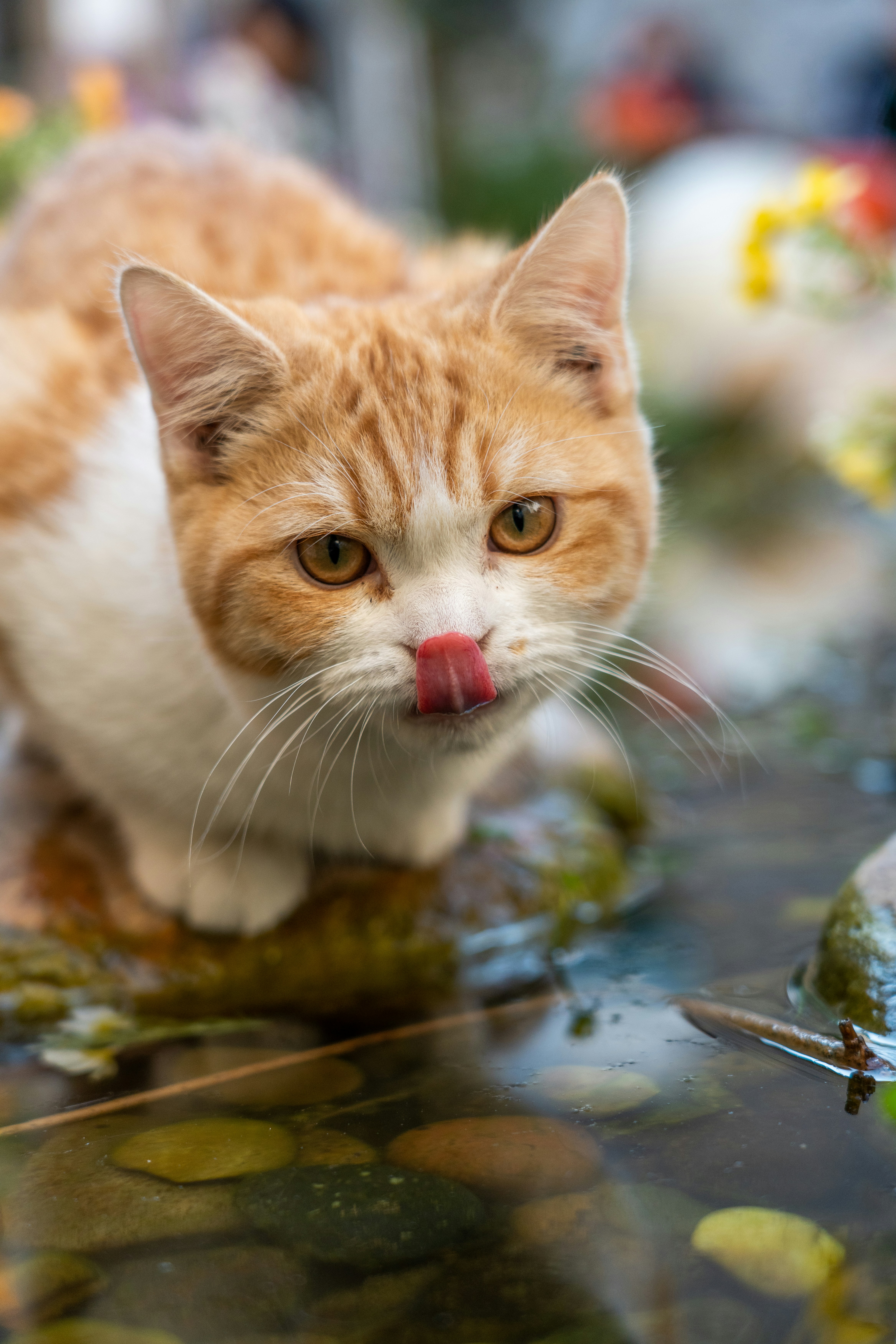 an orange and white cat sticking its tongue out