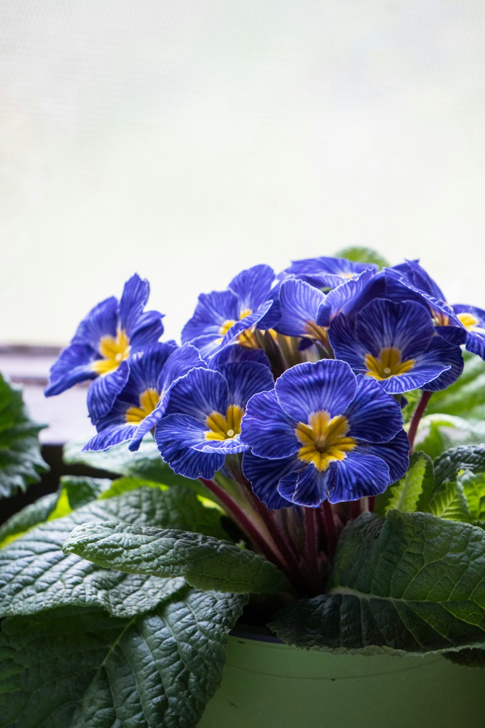 a close up of a blue flower in a pot