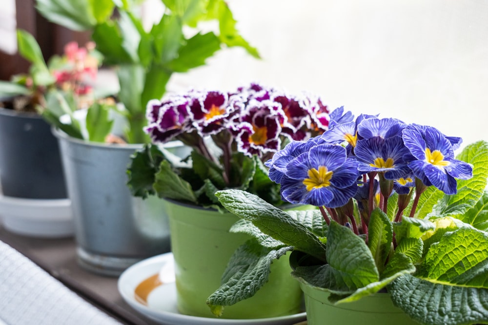 a row of potted plants sitting on top of a window sill