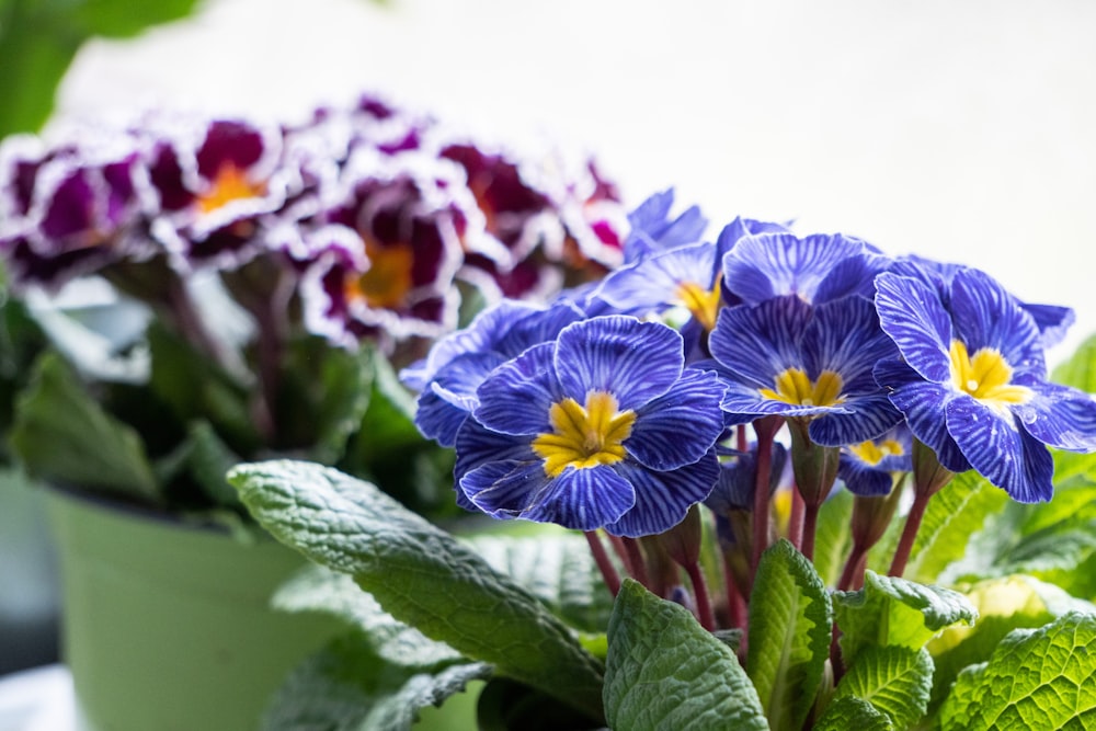 a close up of a bunch of flowers in a pot