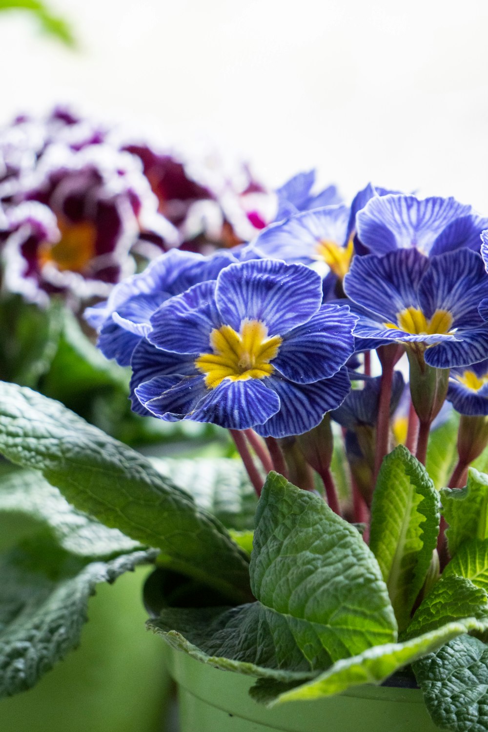 a close up of a potted plant with blue flowers