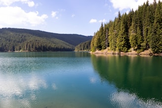 a large body of water surrounded by trees