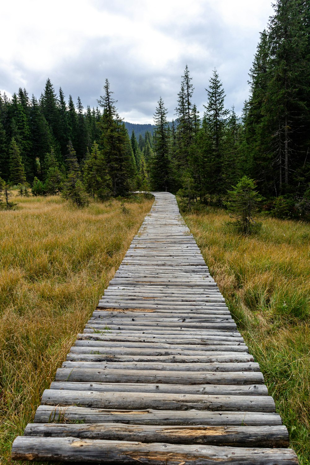 a wooden path in the middle of a field