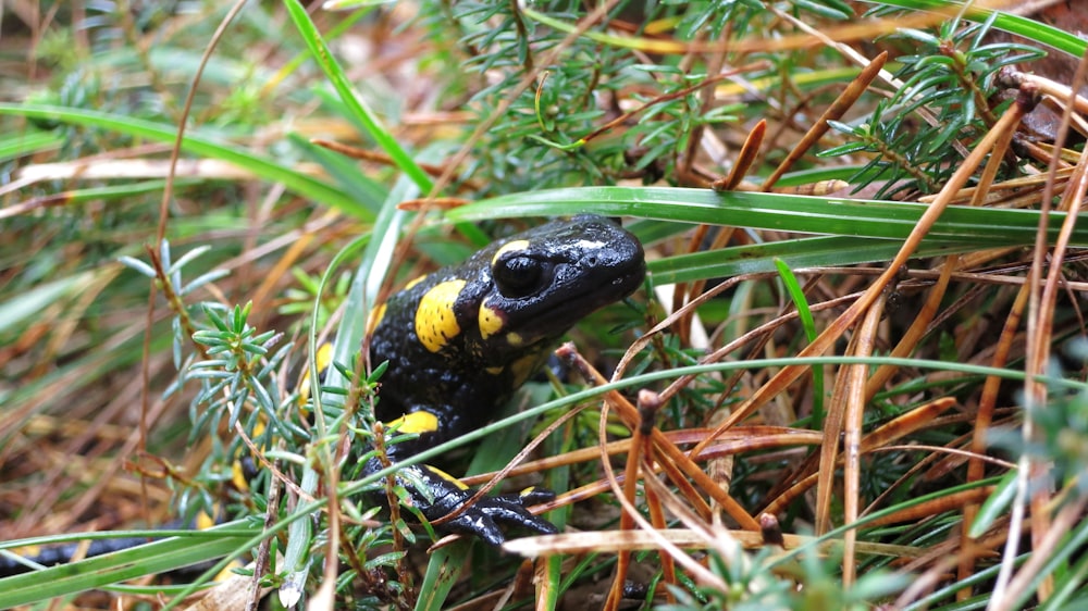 a black and yellow frog sitting in the grass
