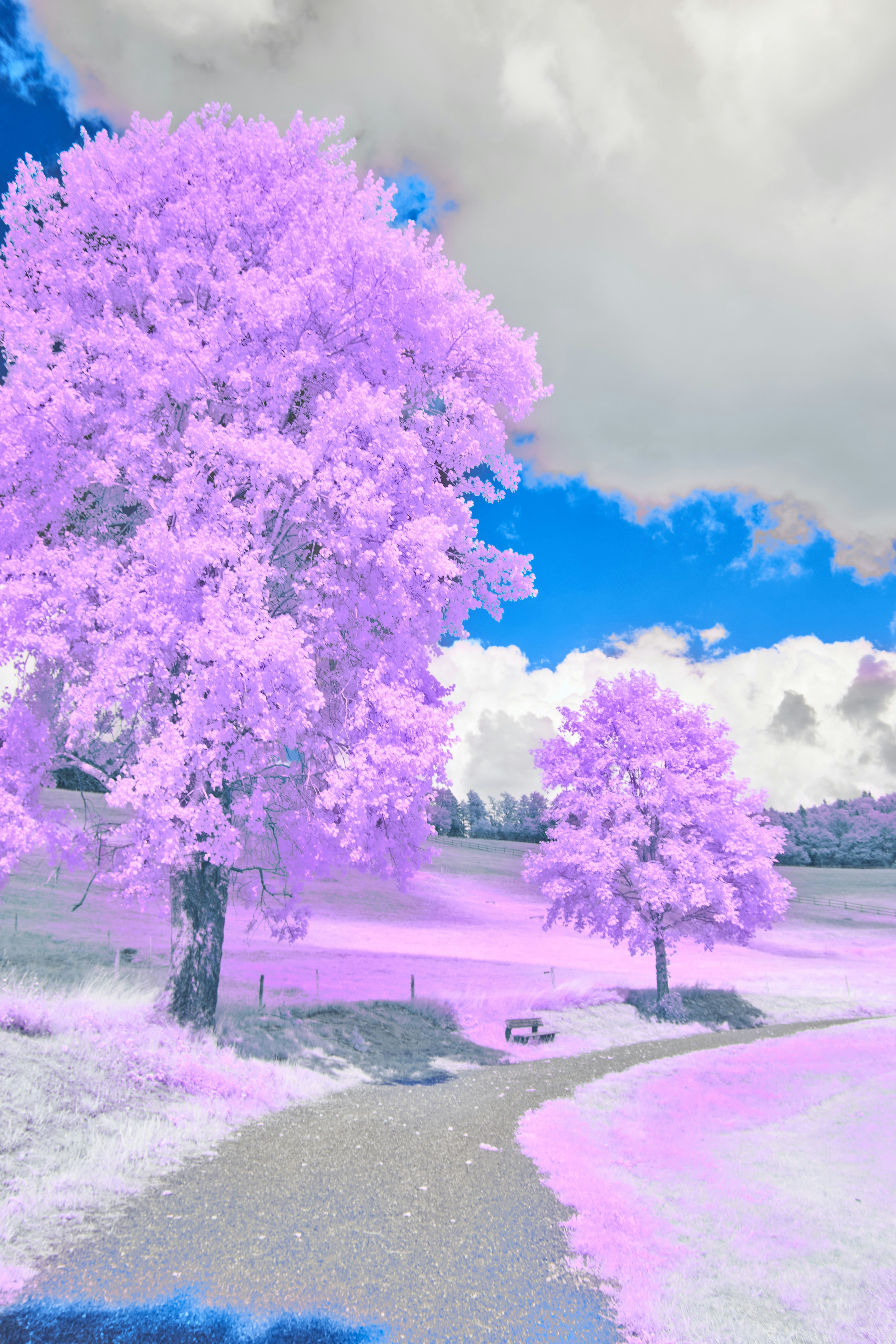A purple tree in a park with a blue sky in the background photo – Free  Infrared photography Image on Unsplash, image size:3000x4500