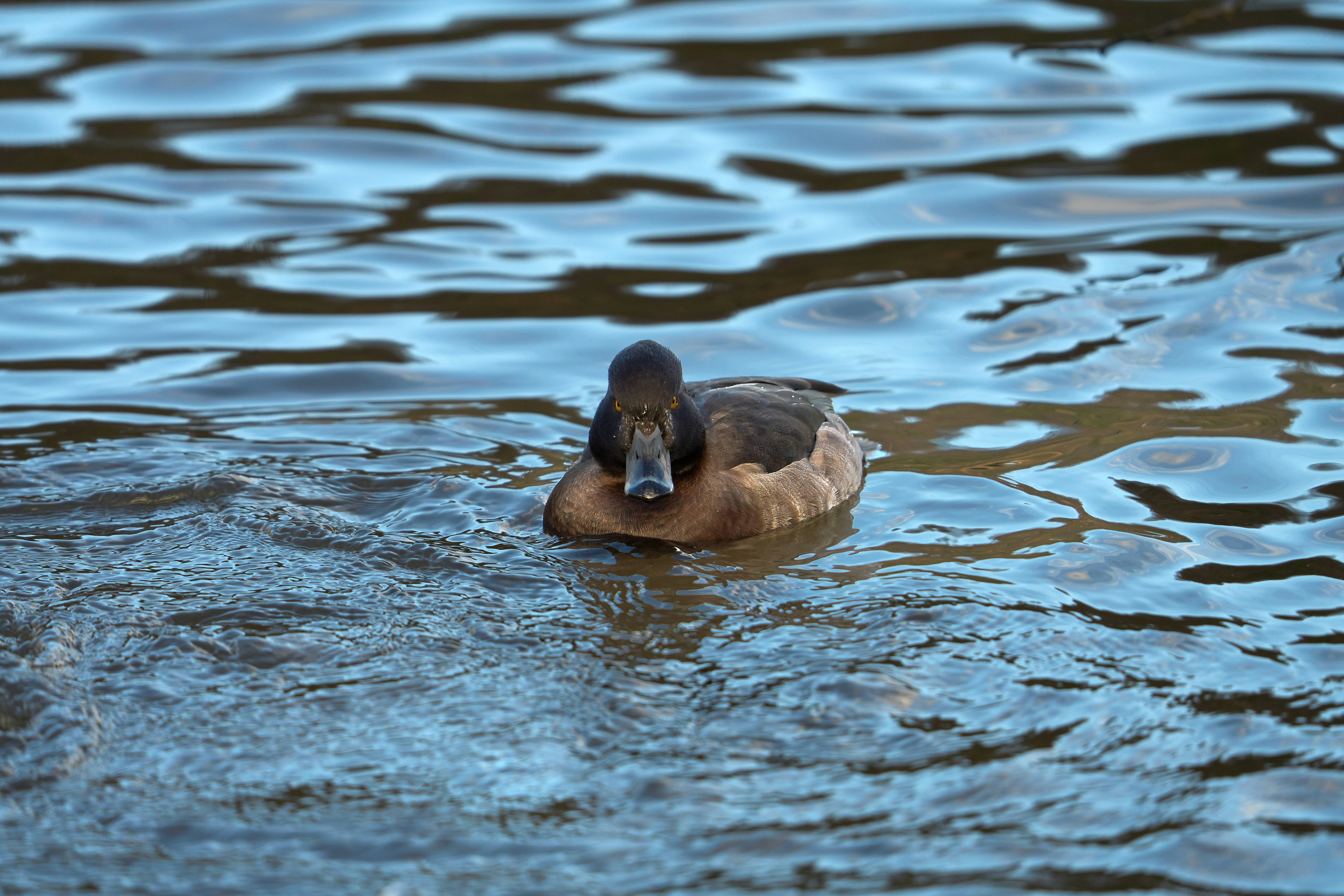 Photo by wolfgang_hasselmann