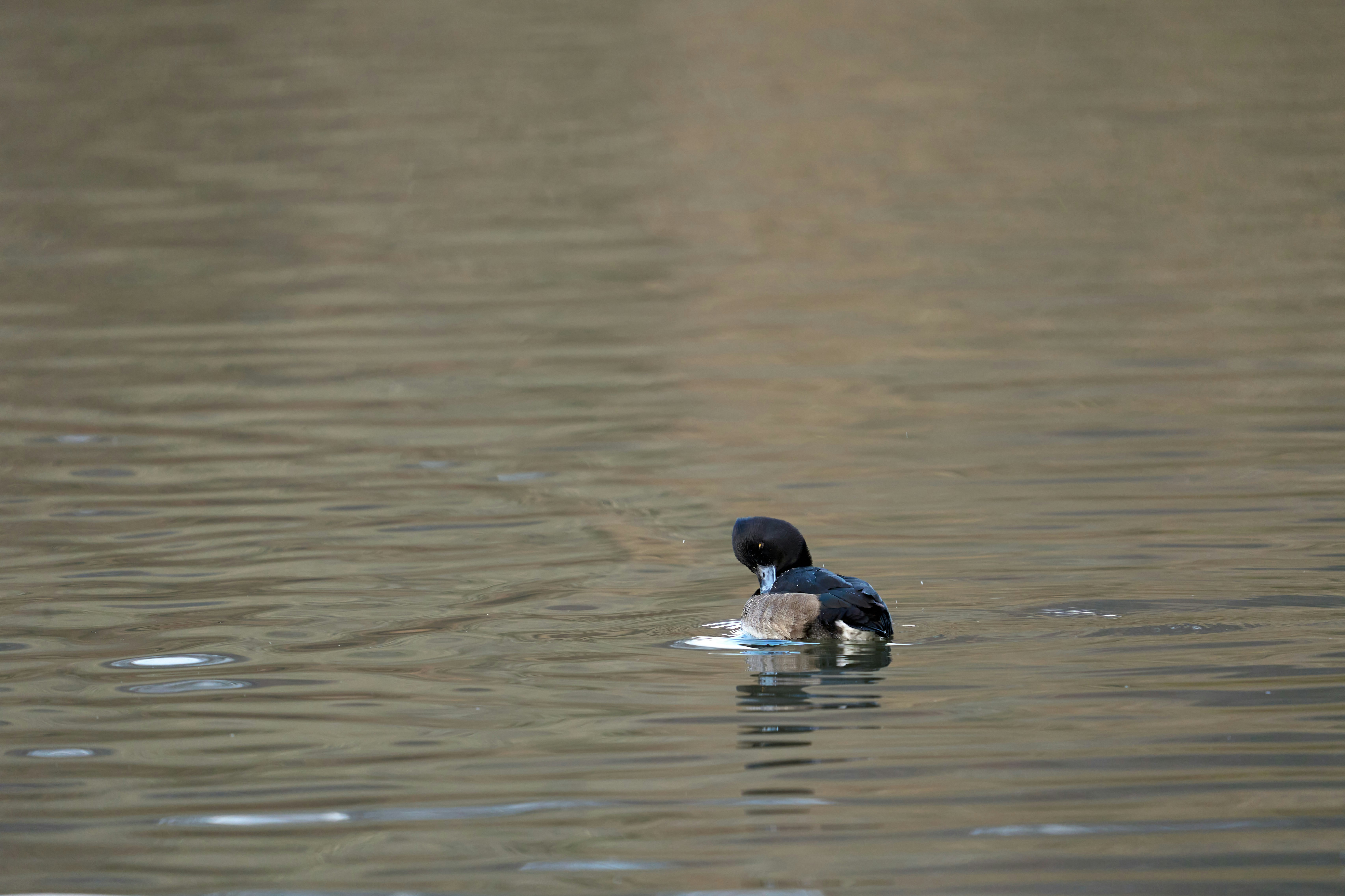 Photo by wolfgang_hasselmann