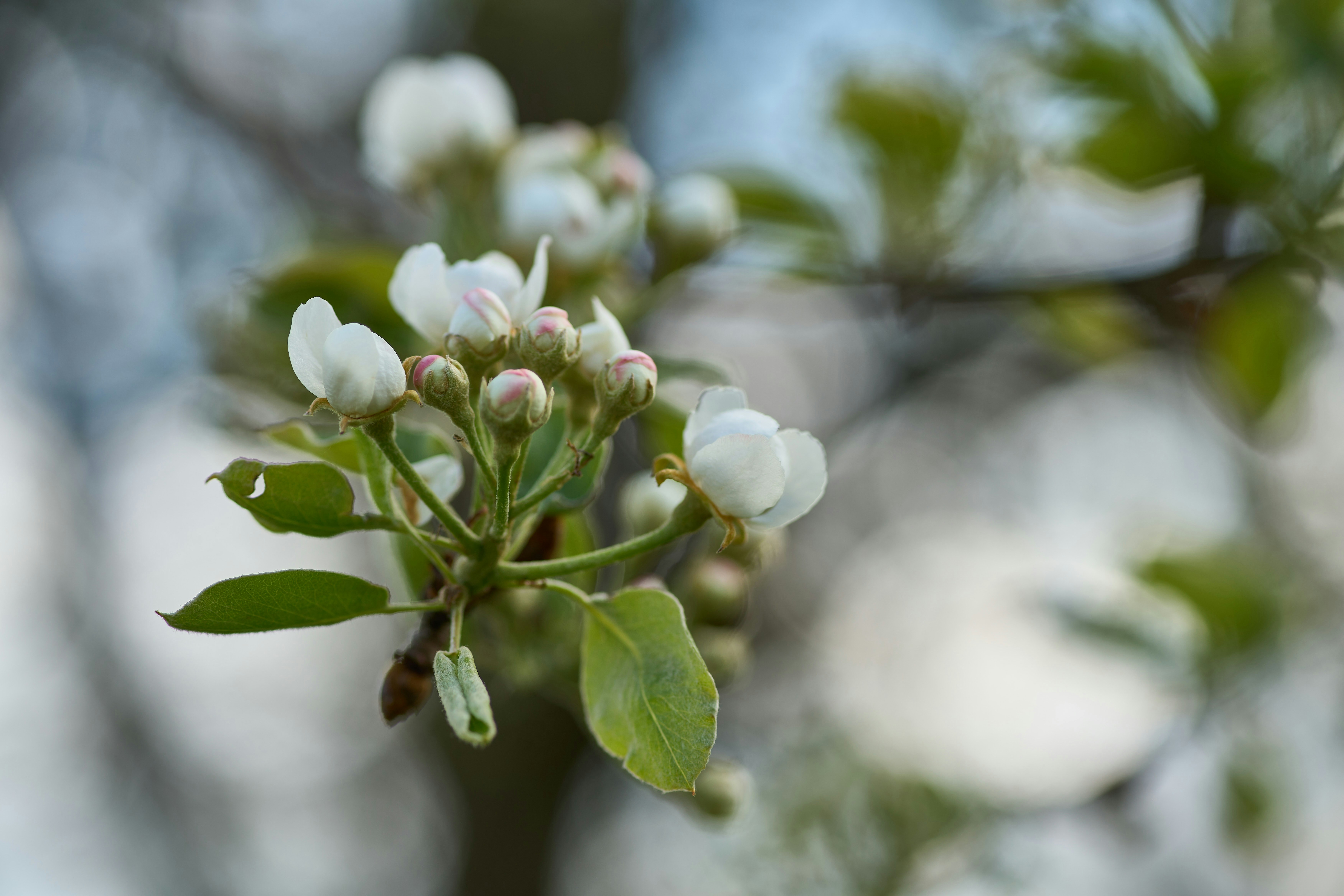 Photo by wolfgang_hasselmann