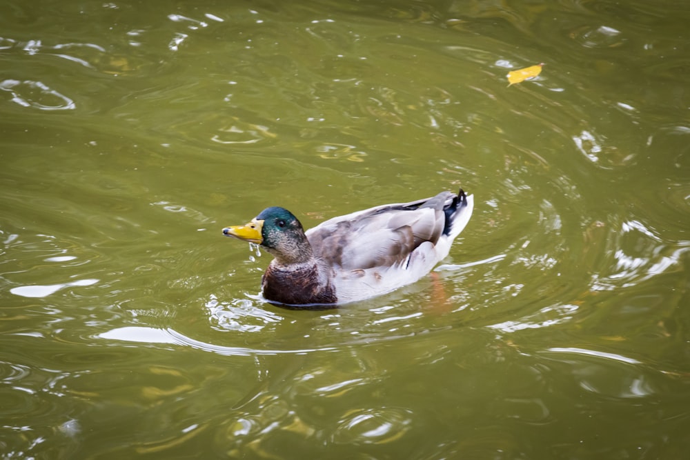a duck swimming in a pond with green water