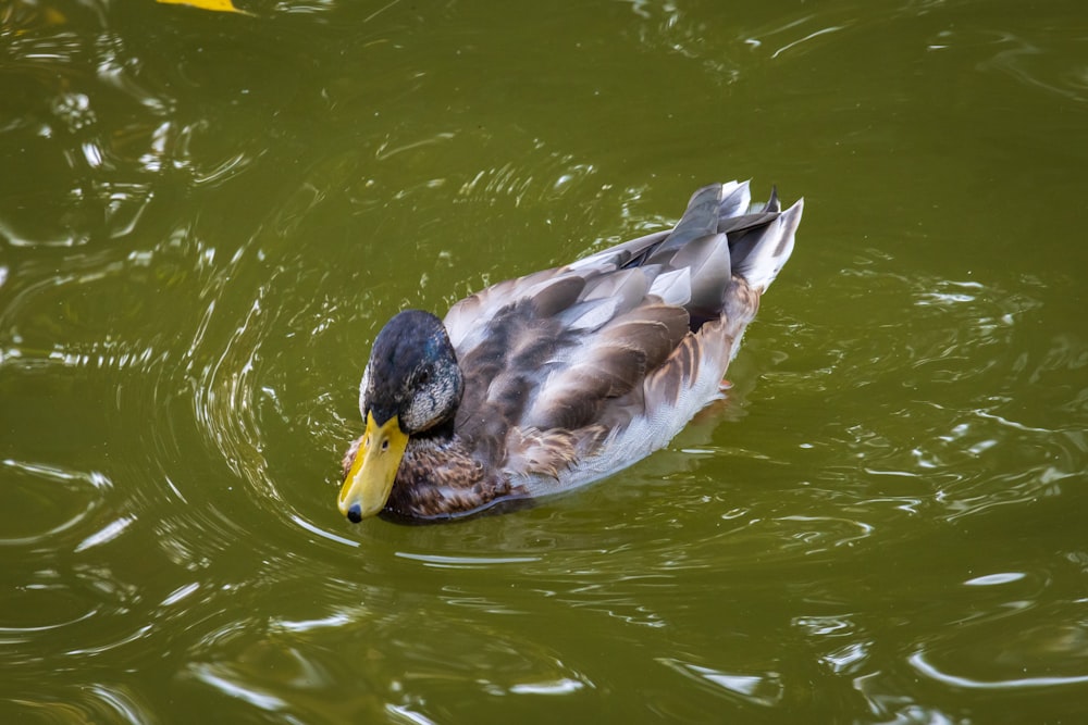 a duck floating on top of a body of water