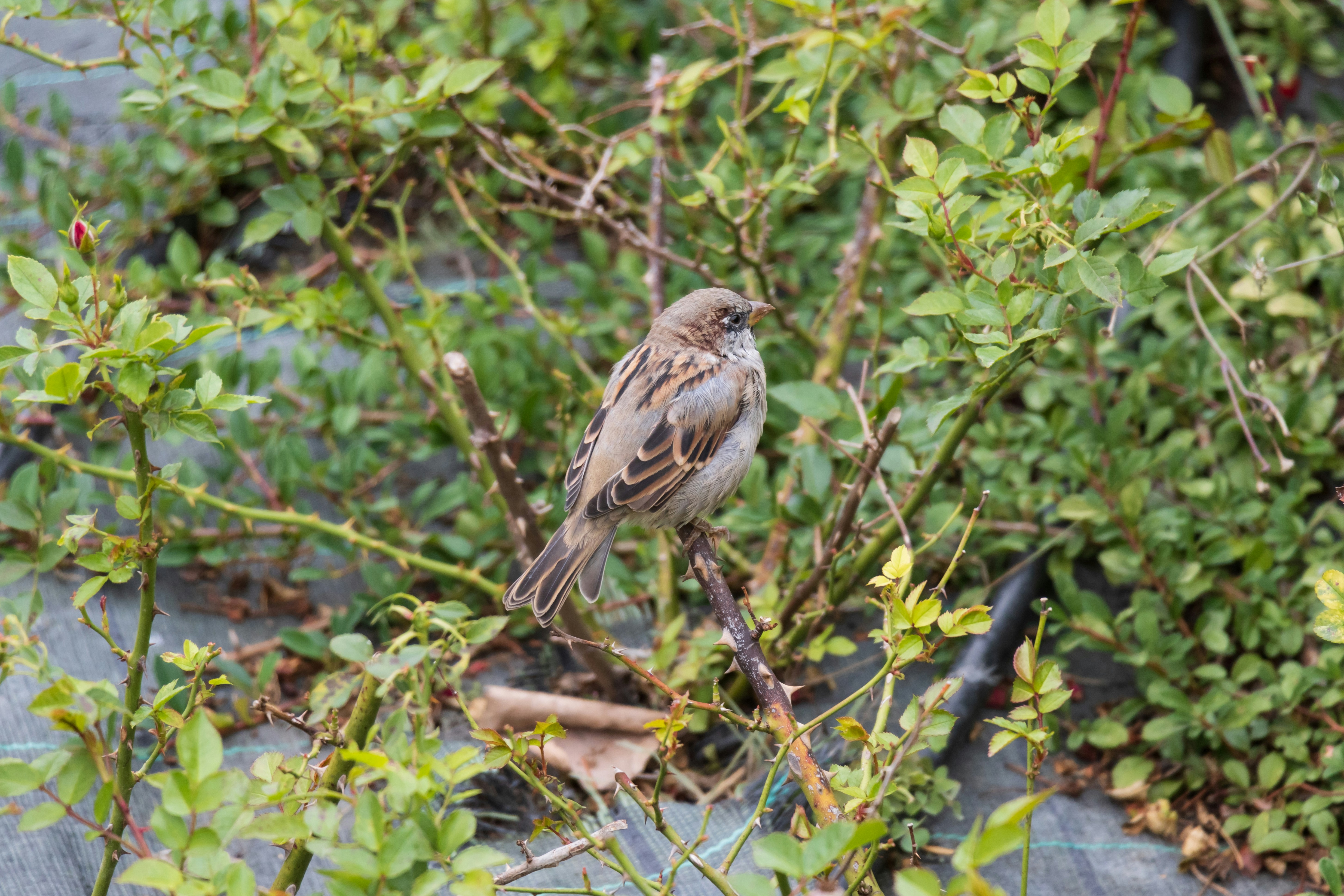 Photo by mechaowlstudios