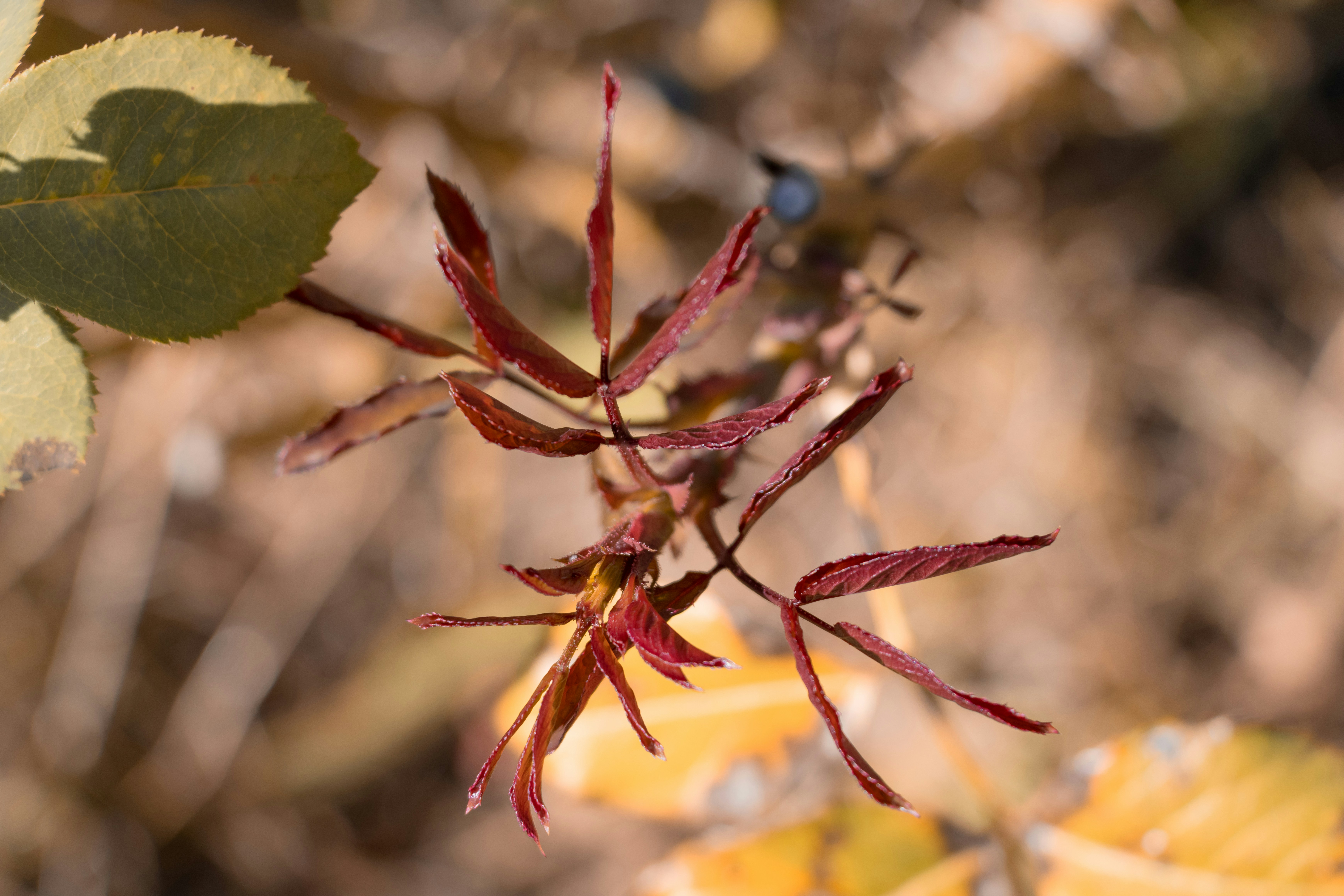 Photo by mechaowlstudios