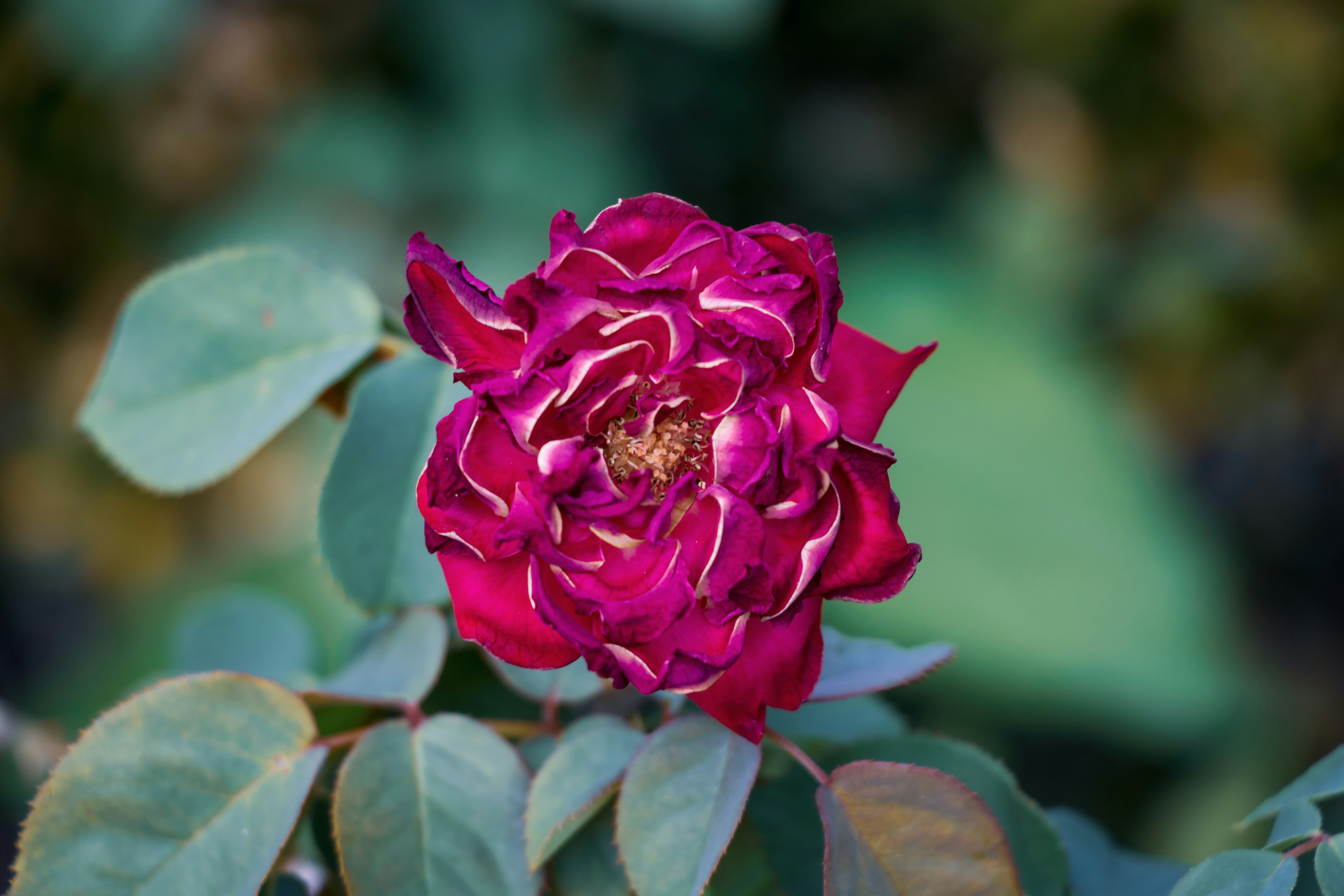 Photo by mechaowlstudios