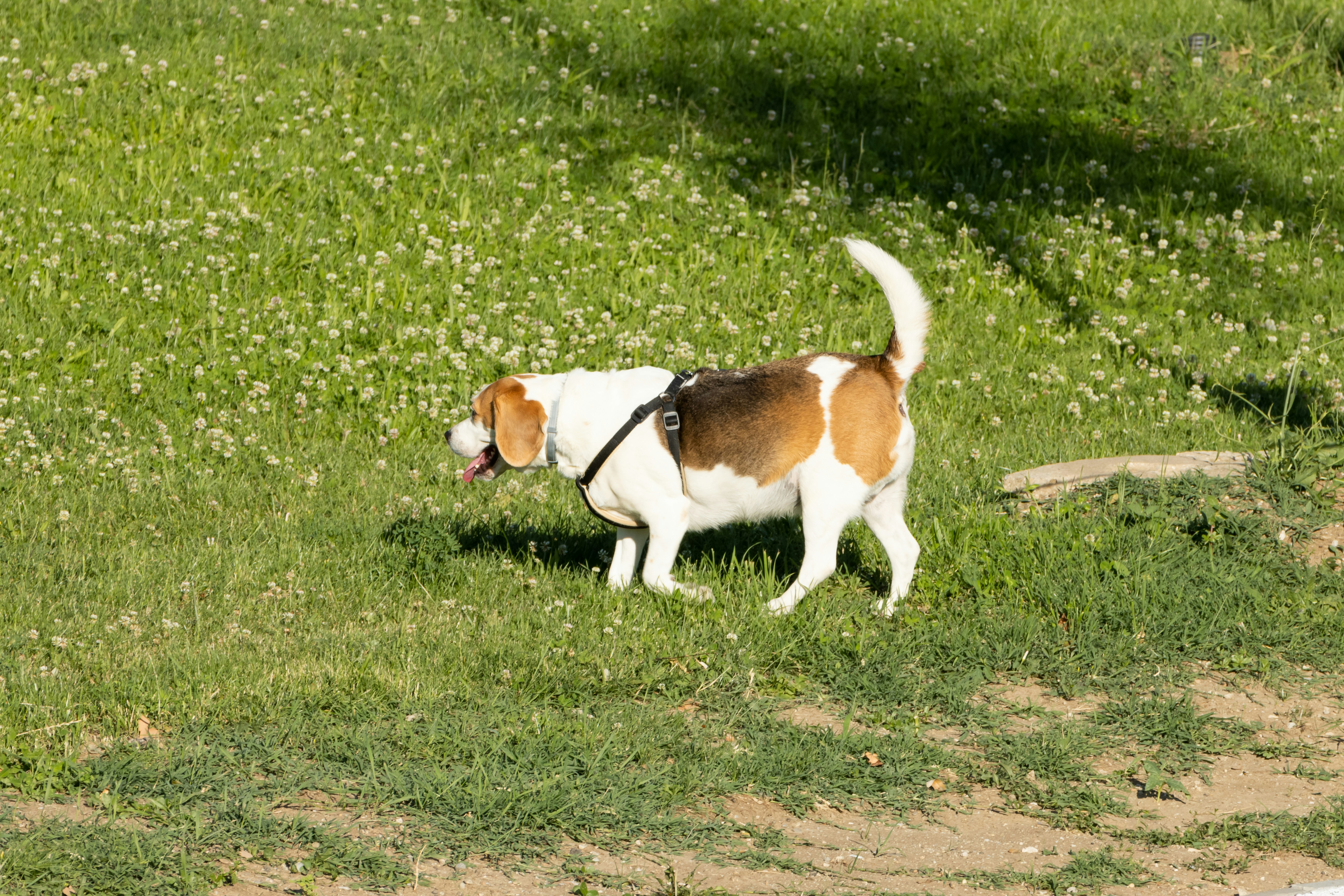 Dog Wagging Tail To The Right