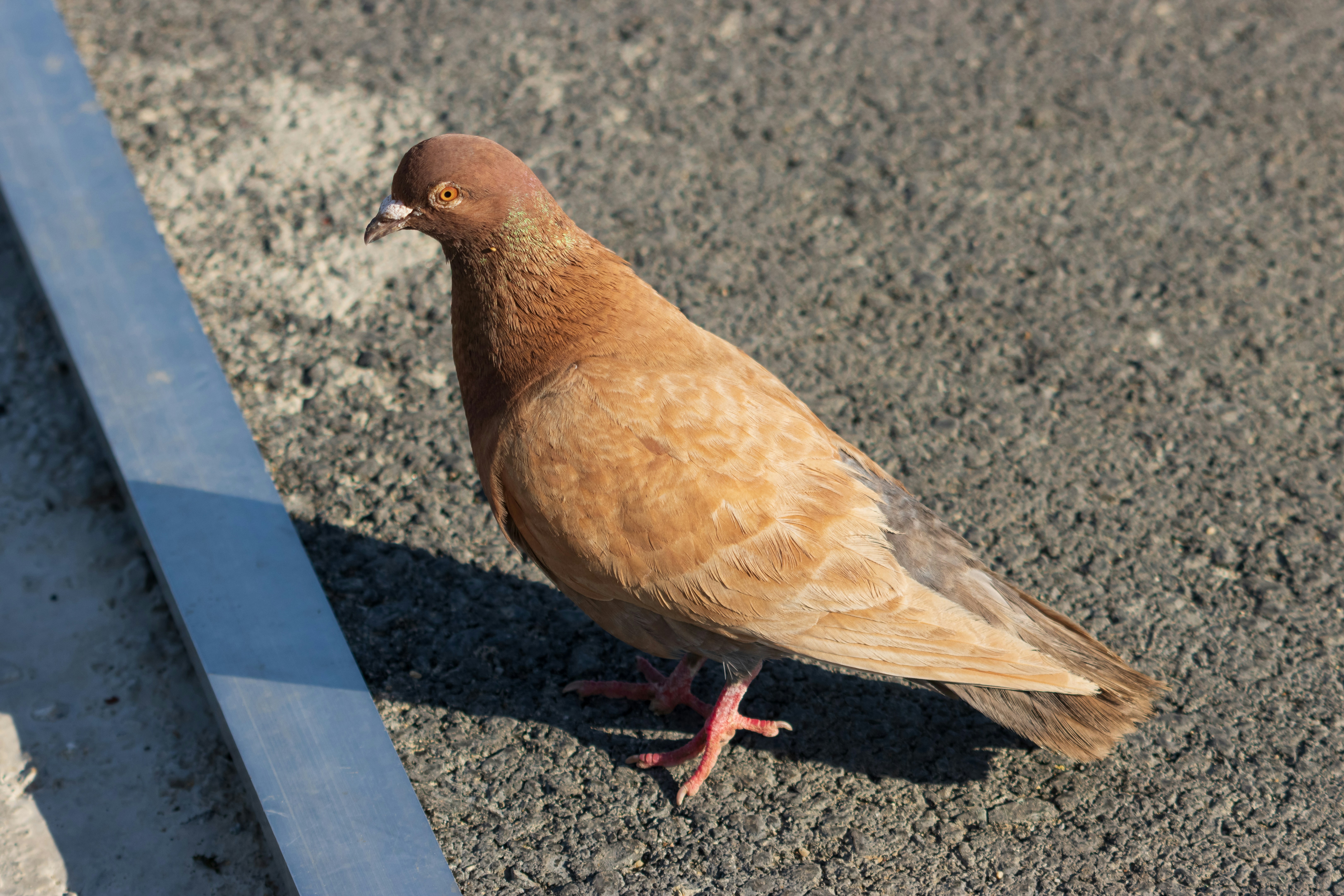 Photo by mechaowlstudios