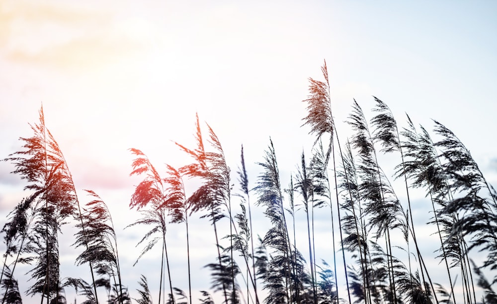 a group of tall grass blowing in the wind