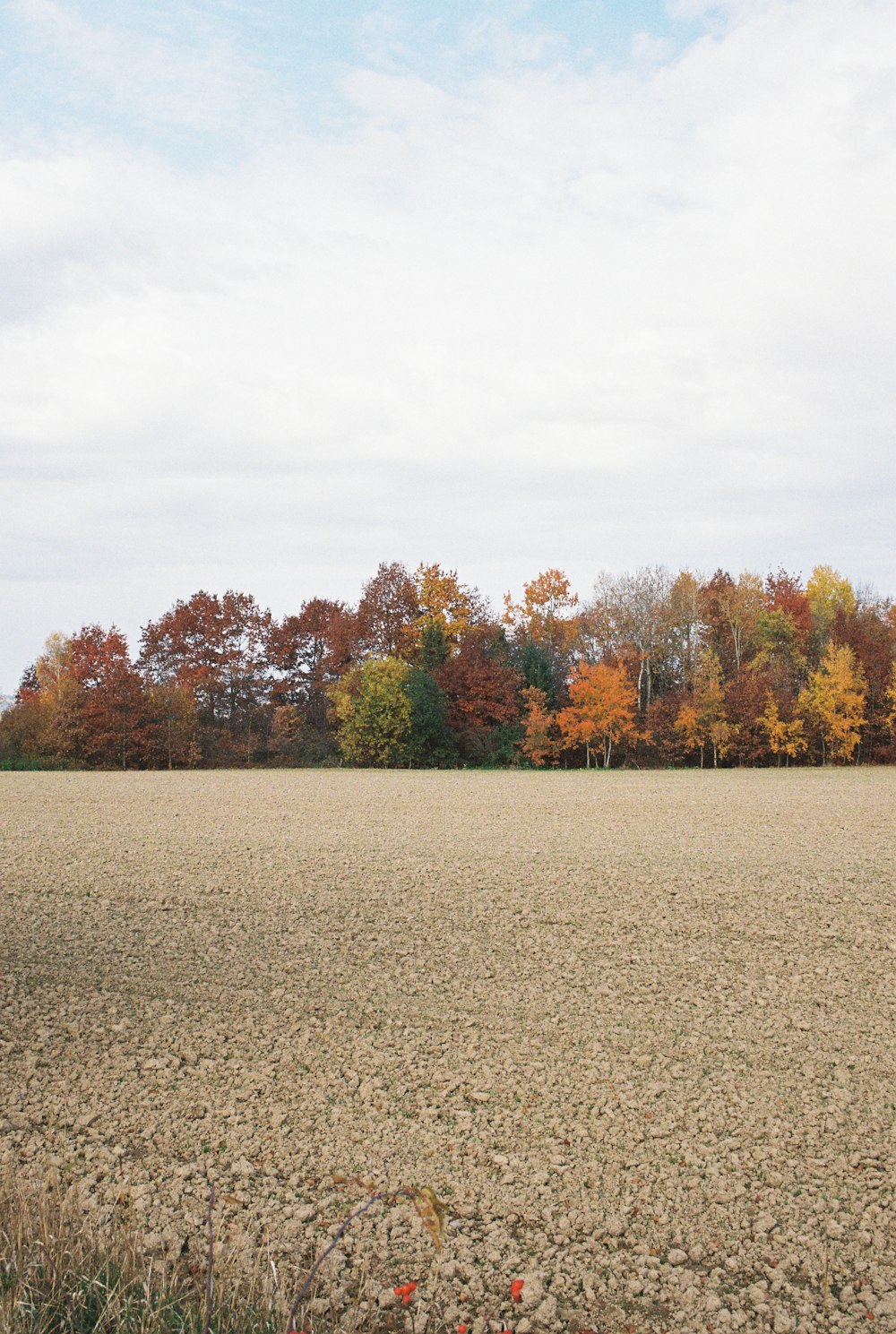 a large field with trees in the background