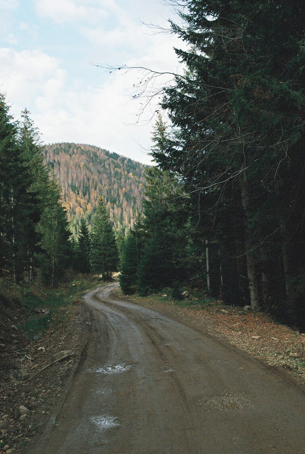 a dirt road in the middle of a forest