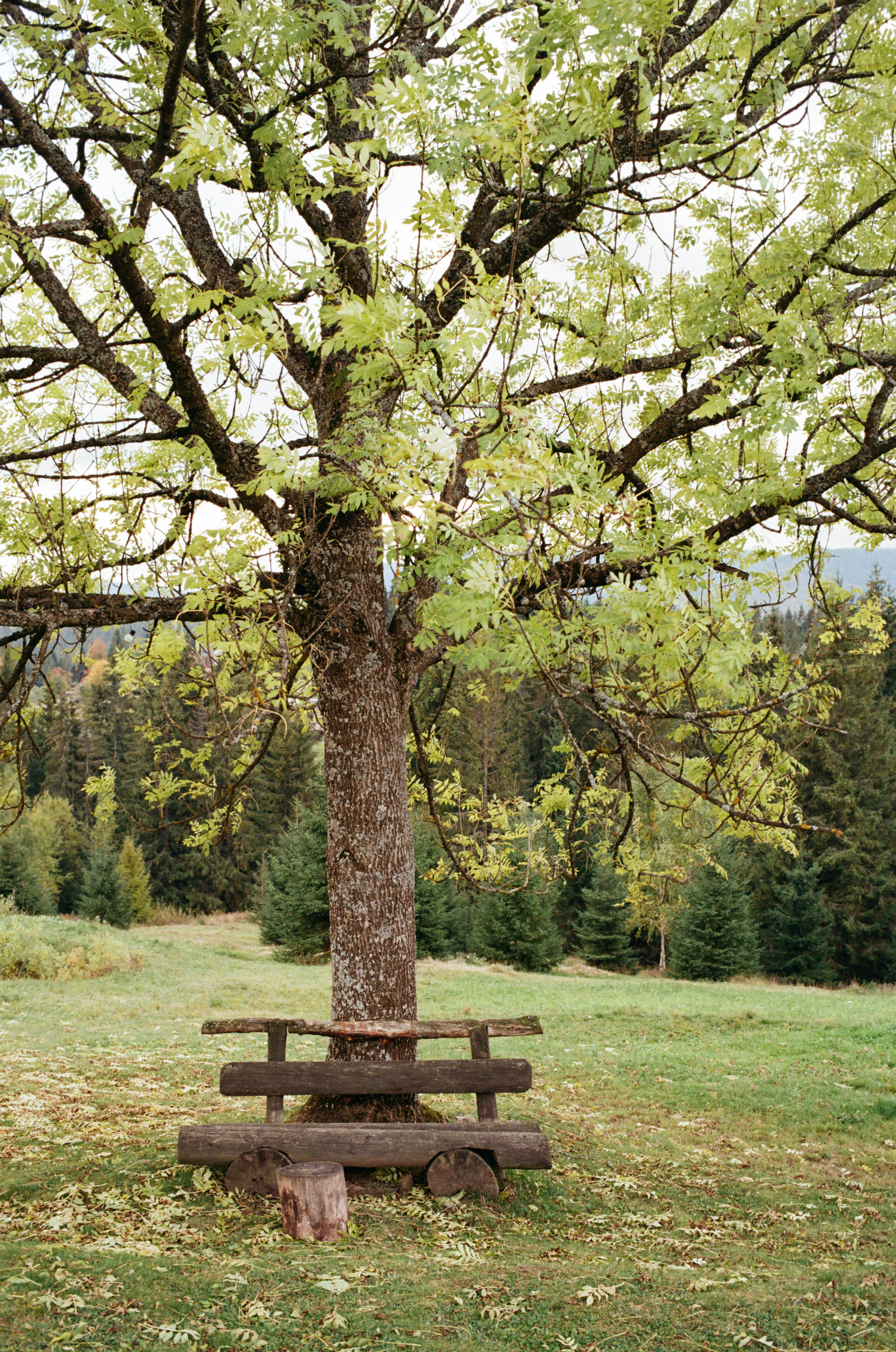 a bench under a tree in a field