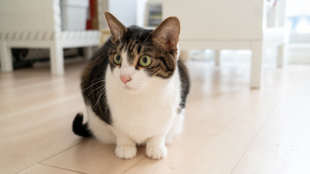 a cat sitting on the floor looking at the camera