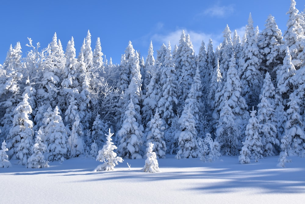 Un bosque cubierto de nieve con muchos árboles cubiertos de nieve