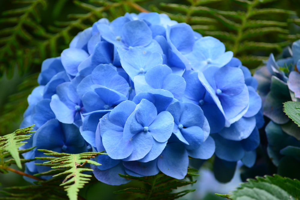 a close up of a blue flower on a plant