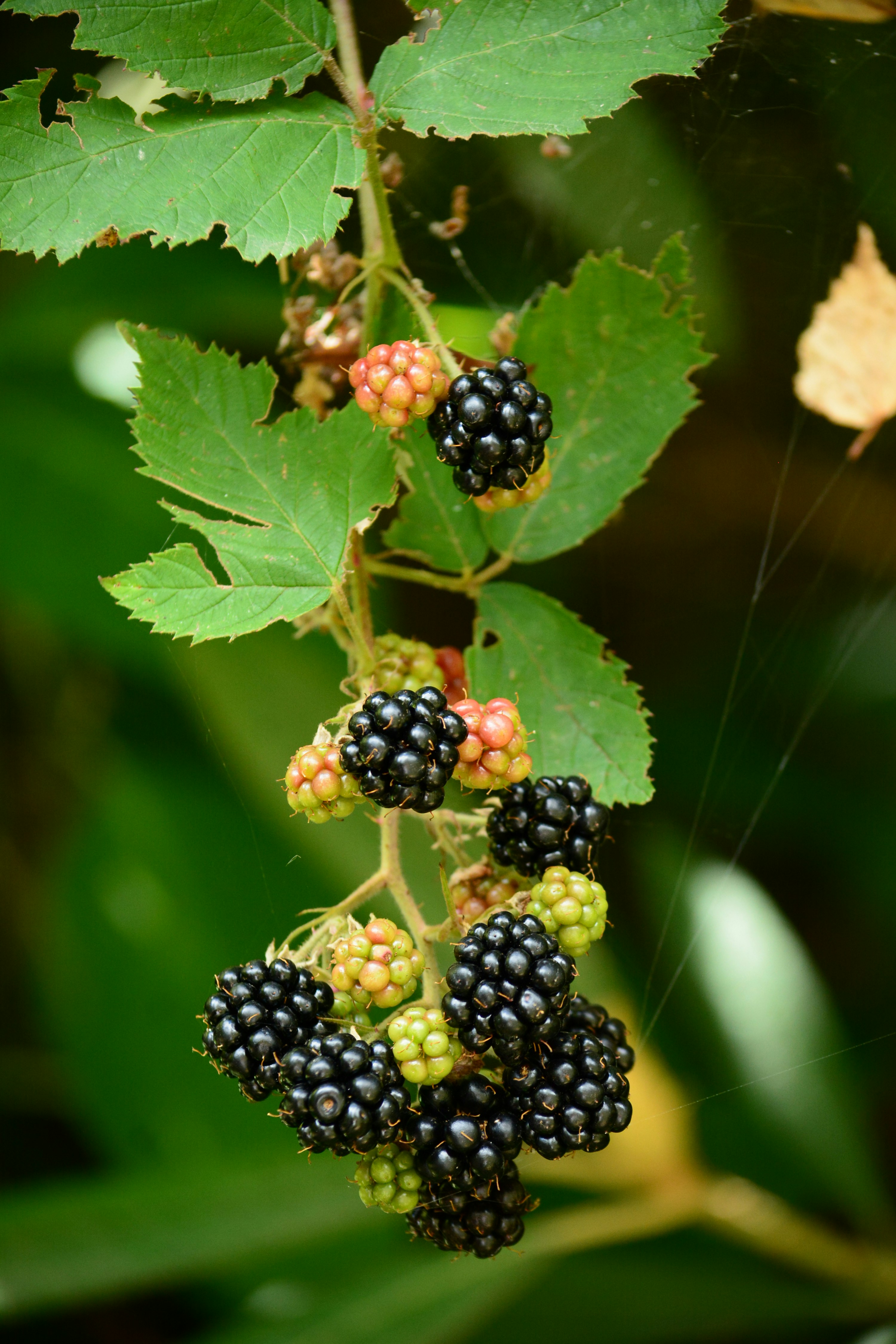 Photo by richard7seals