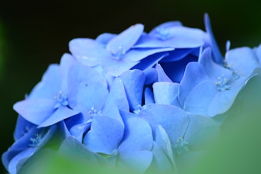 a bunch of blue flowers that are on a table