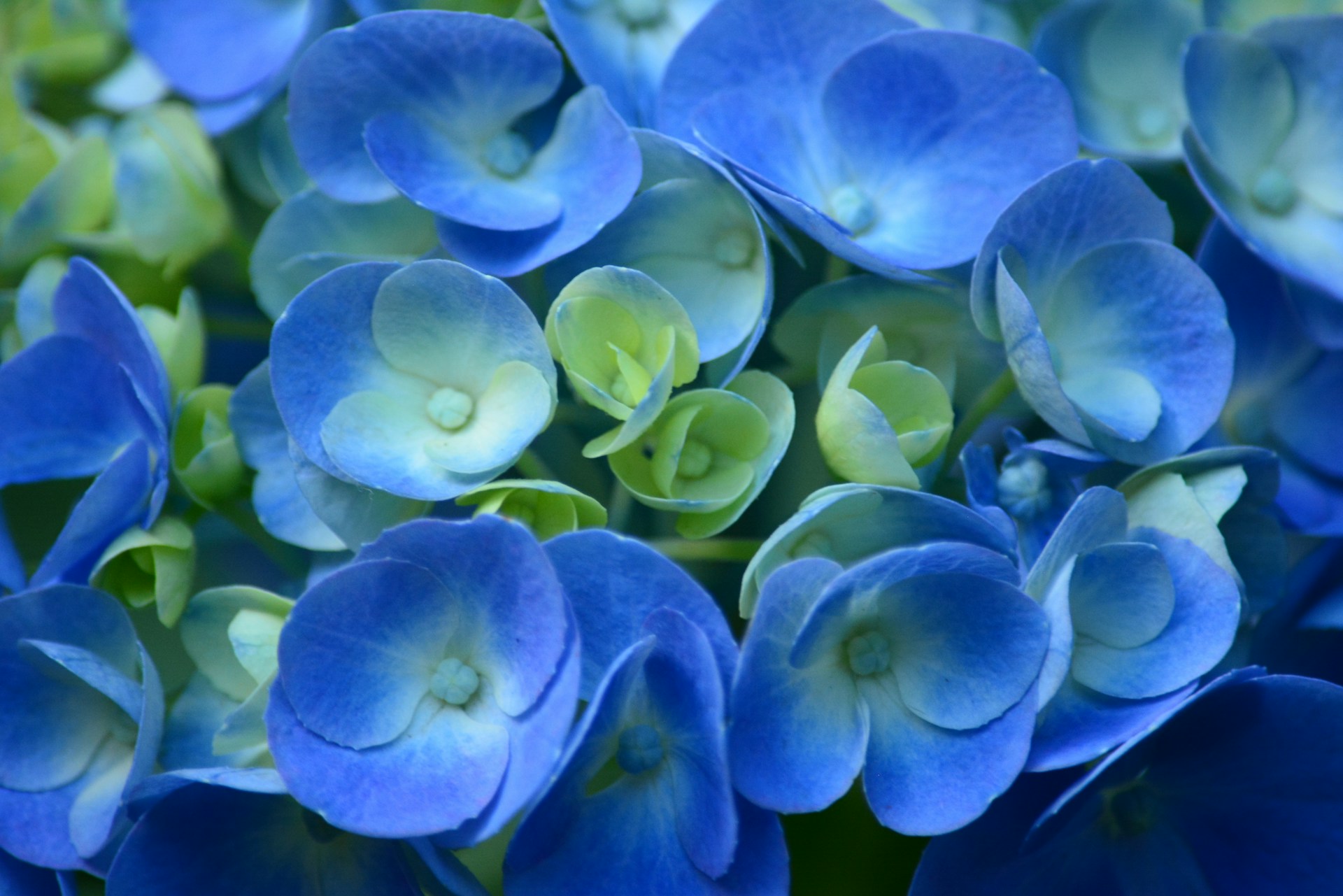 a bunch of blue flowers with green centers