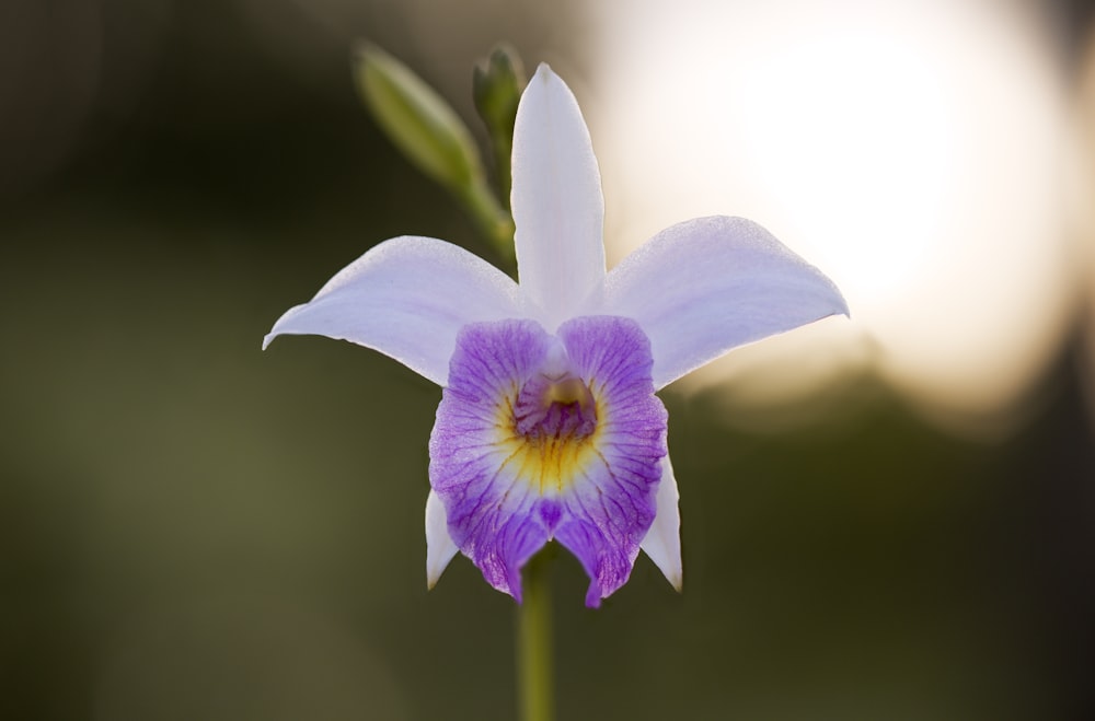 a purple and white flower with a yellow center