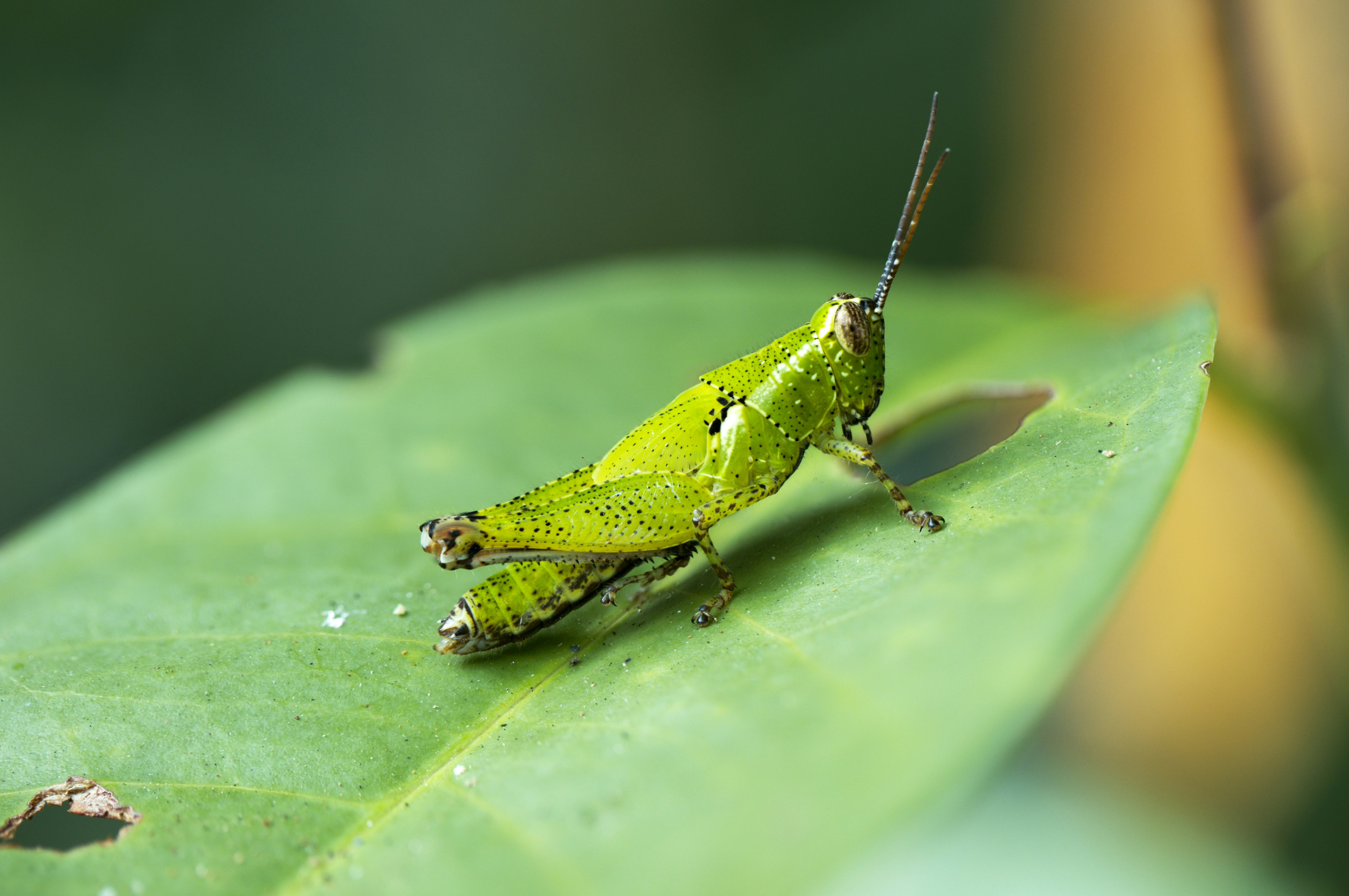 a close up of a grasshopper on a leaf