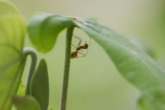 A close-up shot of a busy ant carrying a leaf, set against a colorful natural background.