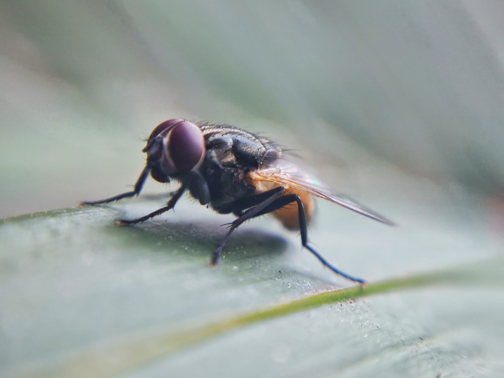 a close up of a fly on a leaf