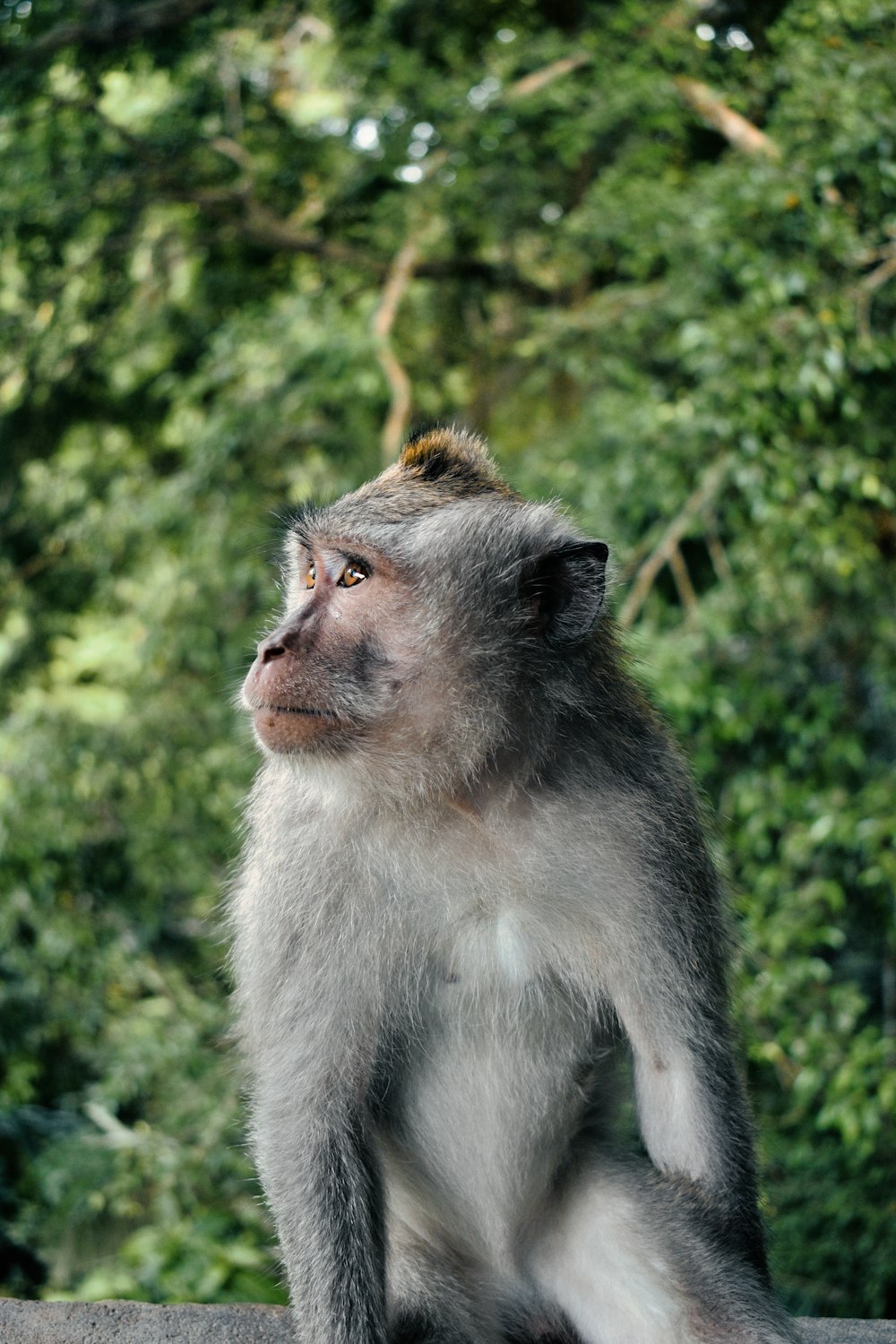 a gray monkey sitting on top of a rock