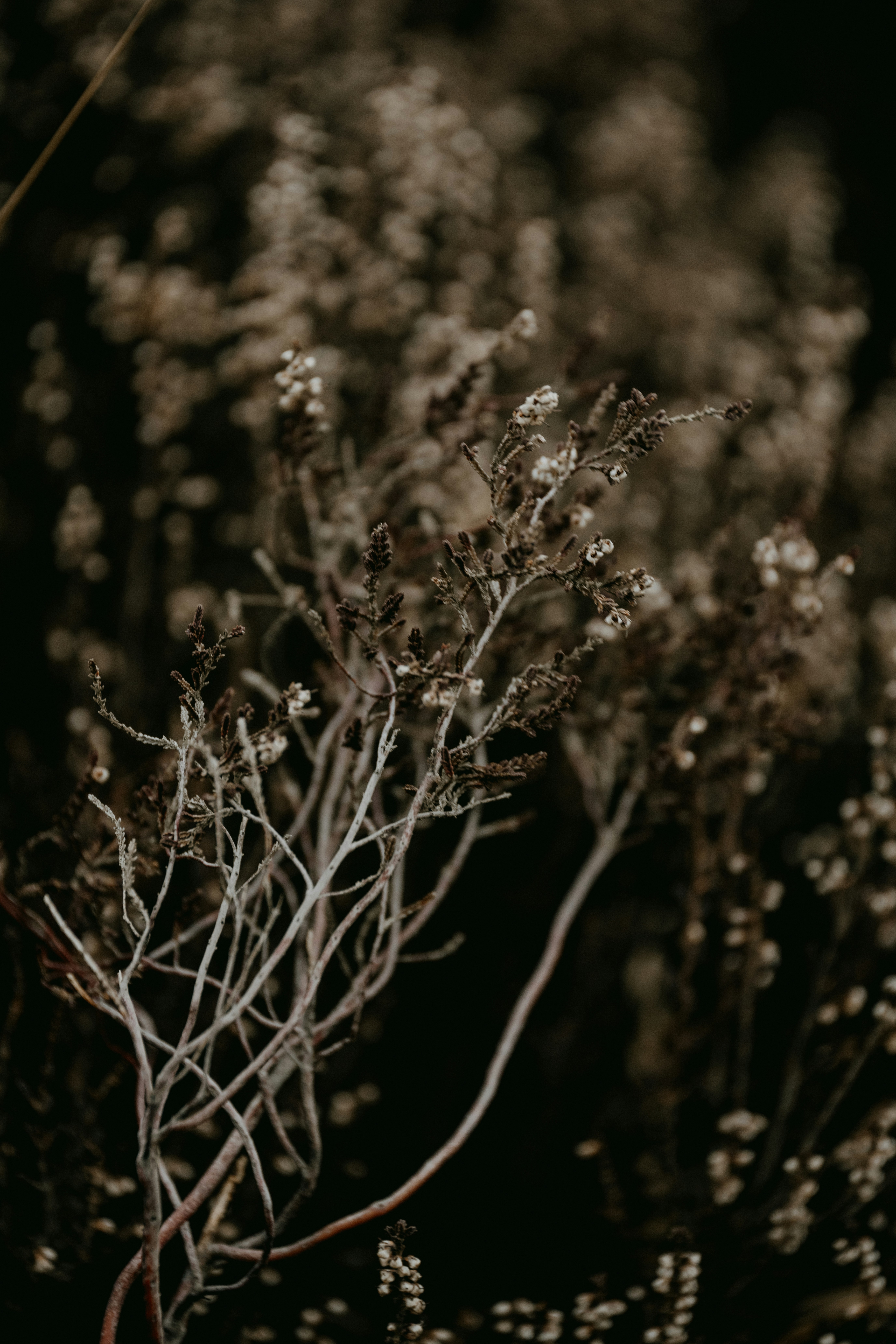 Photo by anniespratt