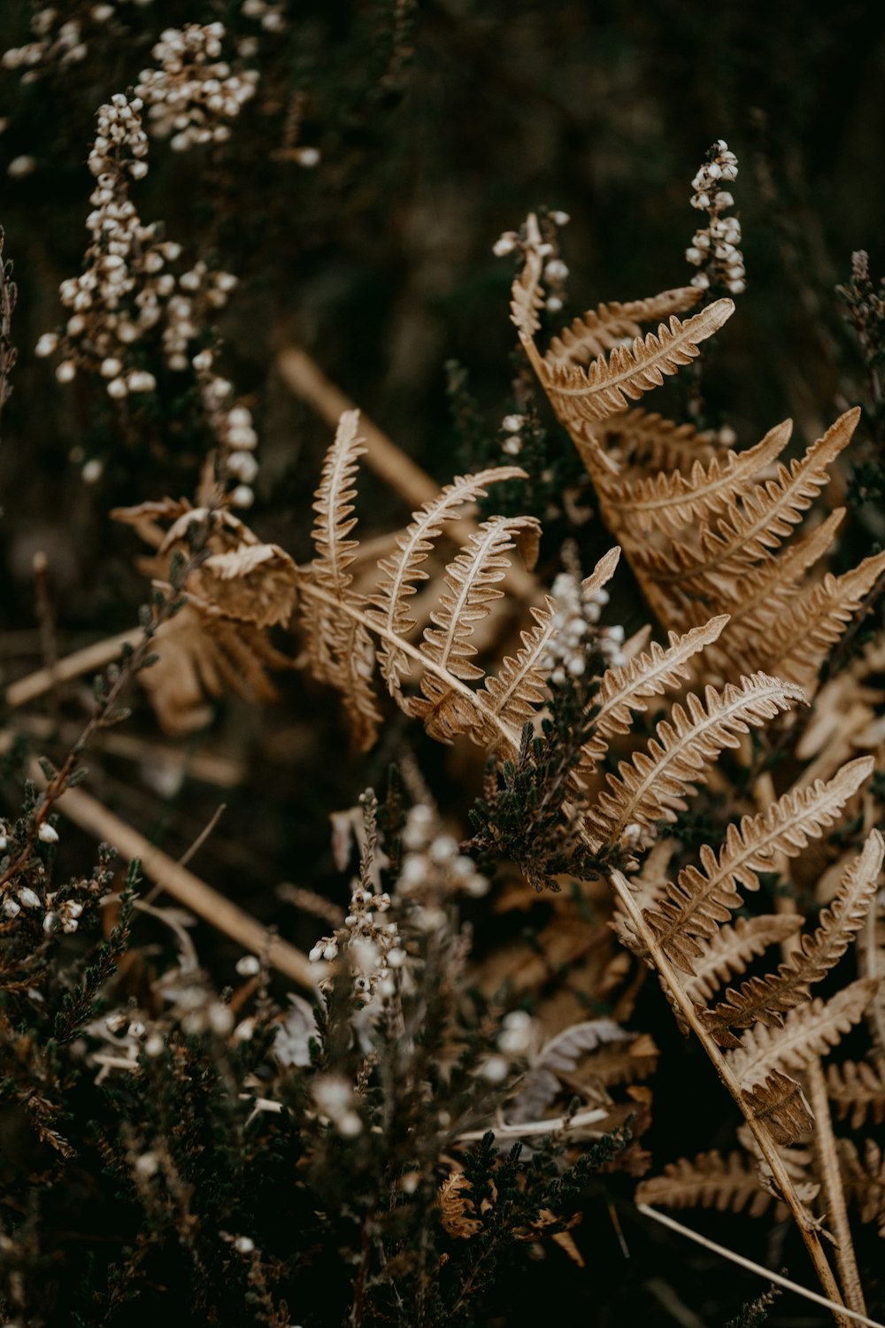 a close up of a plant with lots of leaves