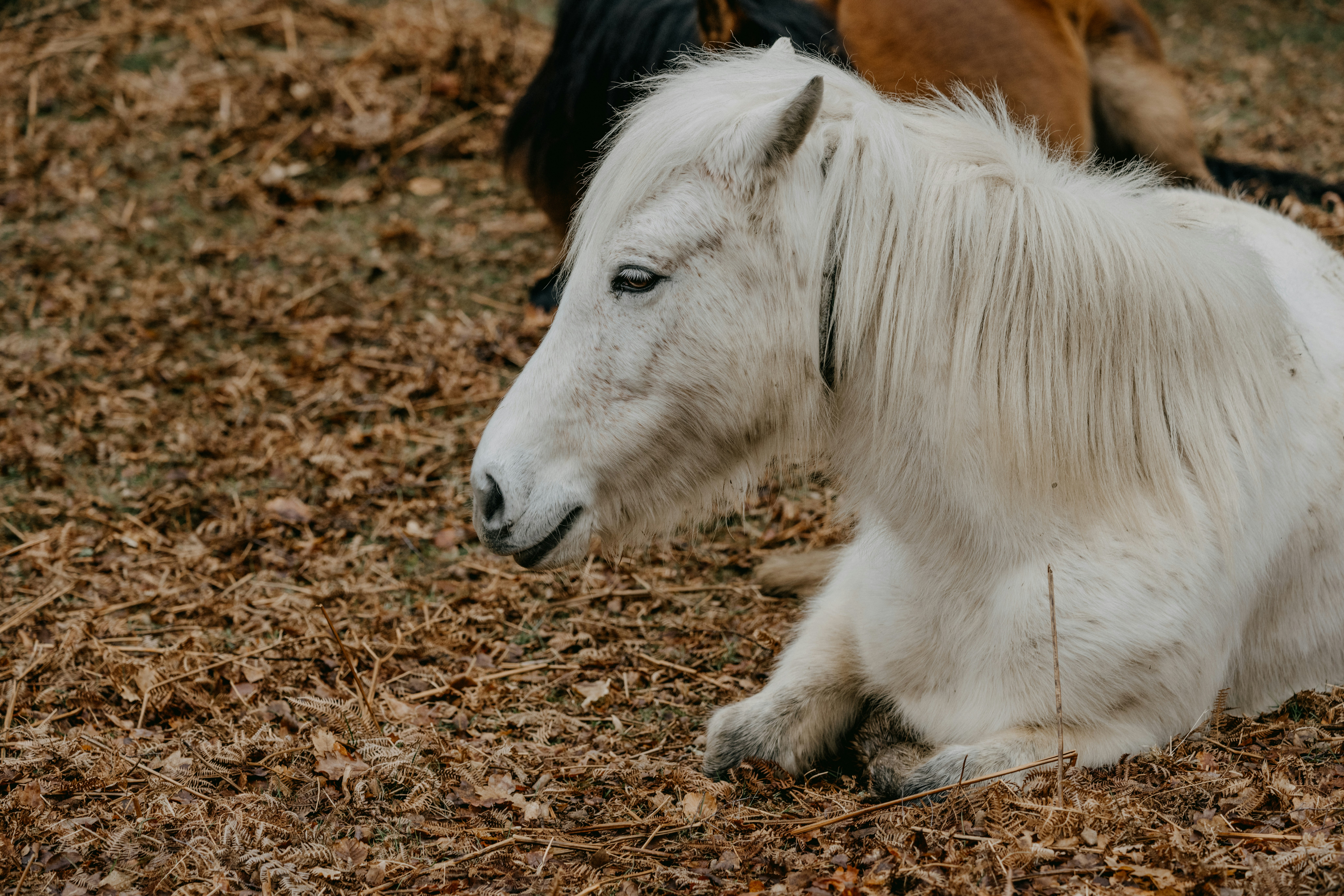 a white horse laying on top of dry grass
