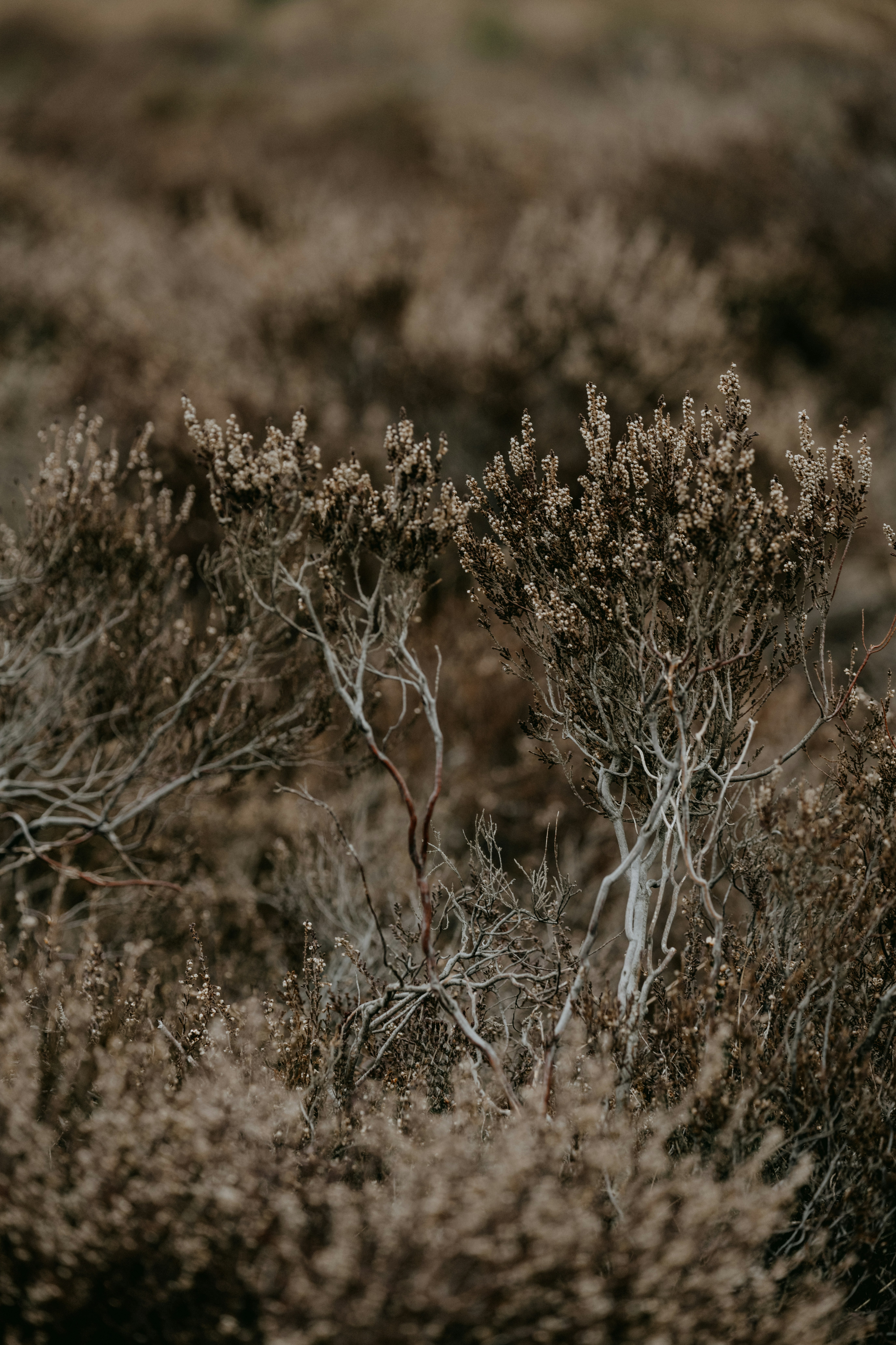 Photo by anniespratt