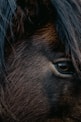 a close up of a brown horse's face