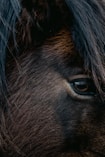 a close up of a brown horse's face