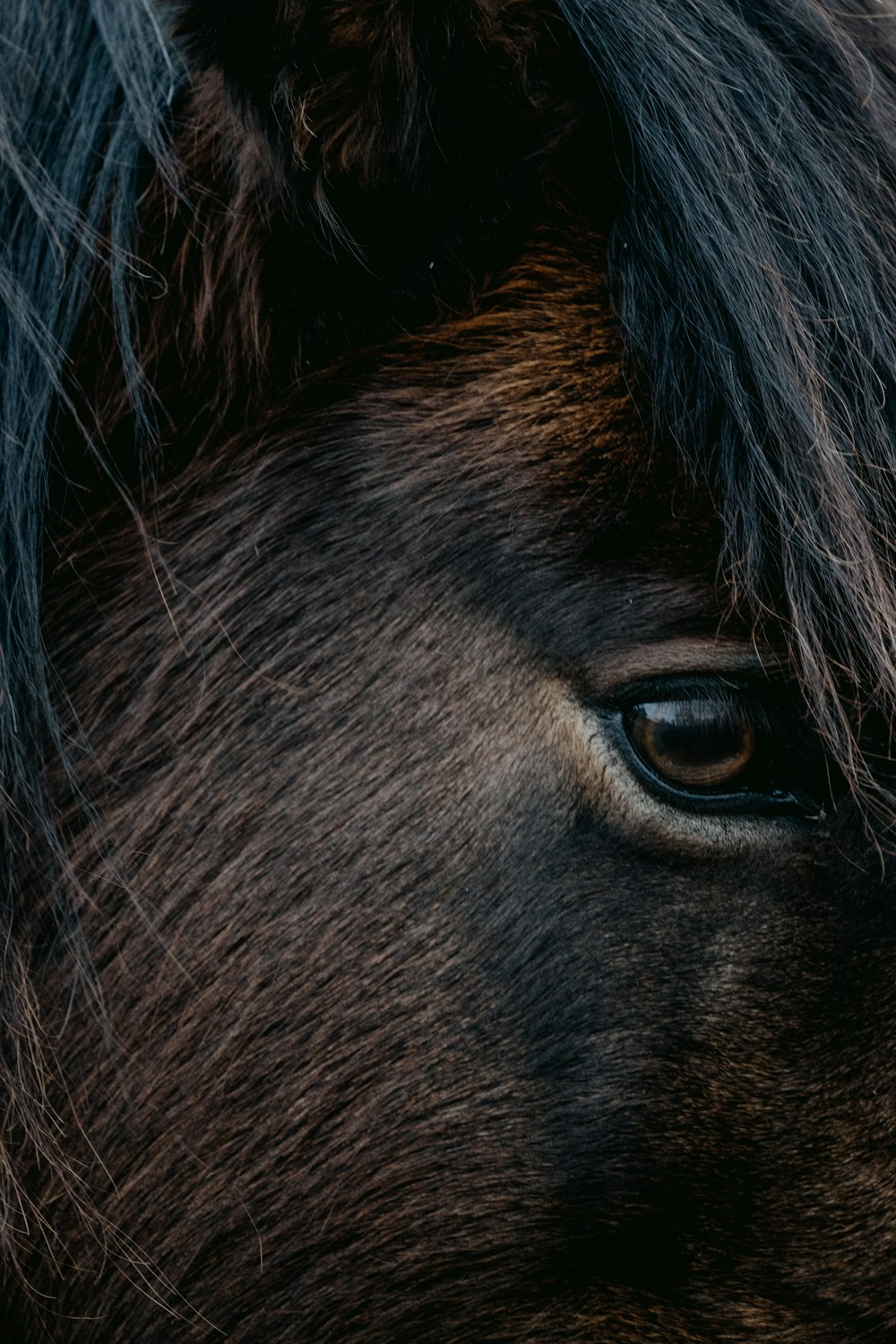 a close up of a brown horse's face