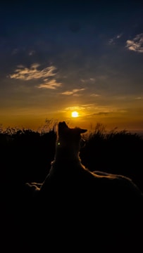 A serene sunset with a silhouette of a dog sitting peacefully.